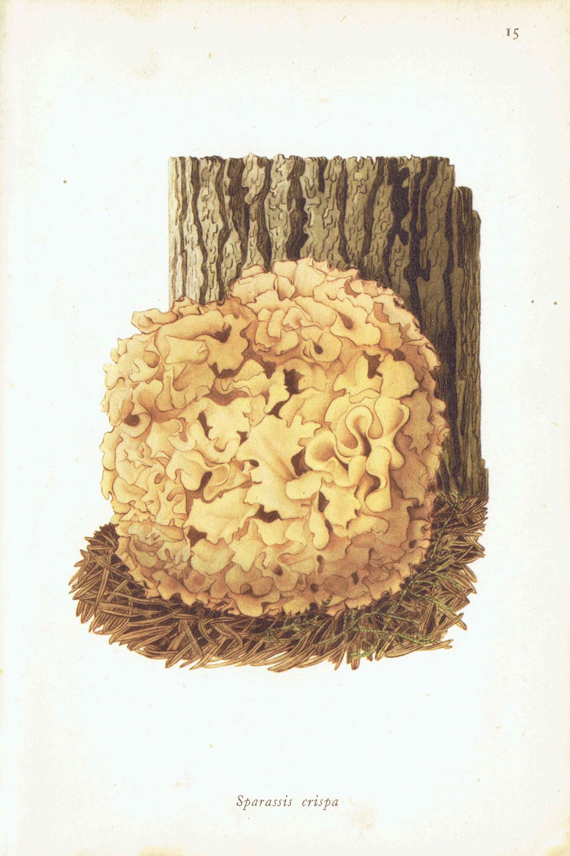 1943 Cauliflower Fungus & Giant Puffball Mushrooms - Original Vintage Print By Ellenby - Ramsbottom Mycology Botanical Study - 4.5 x 6.5 in - Image 3