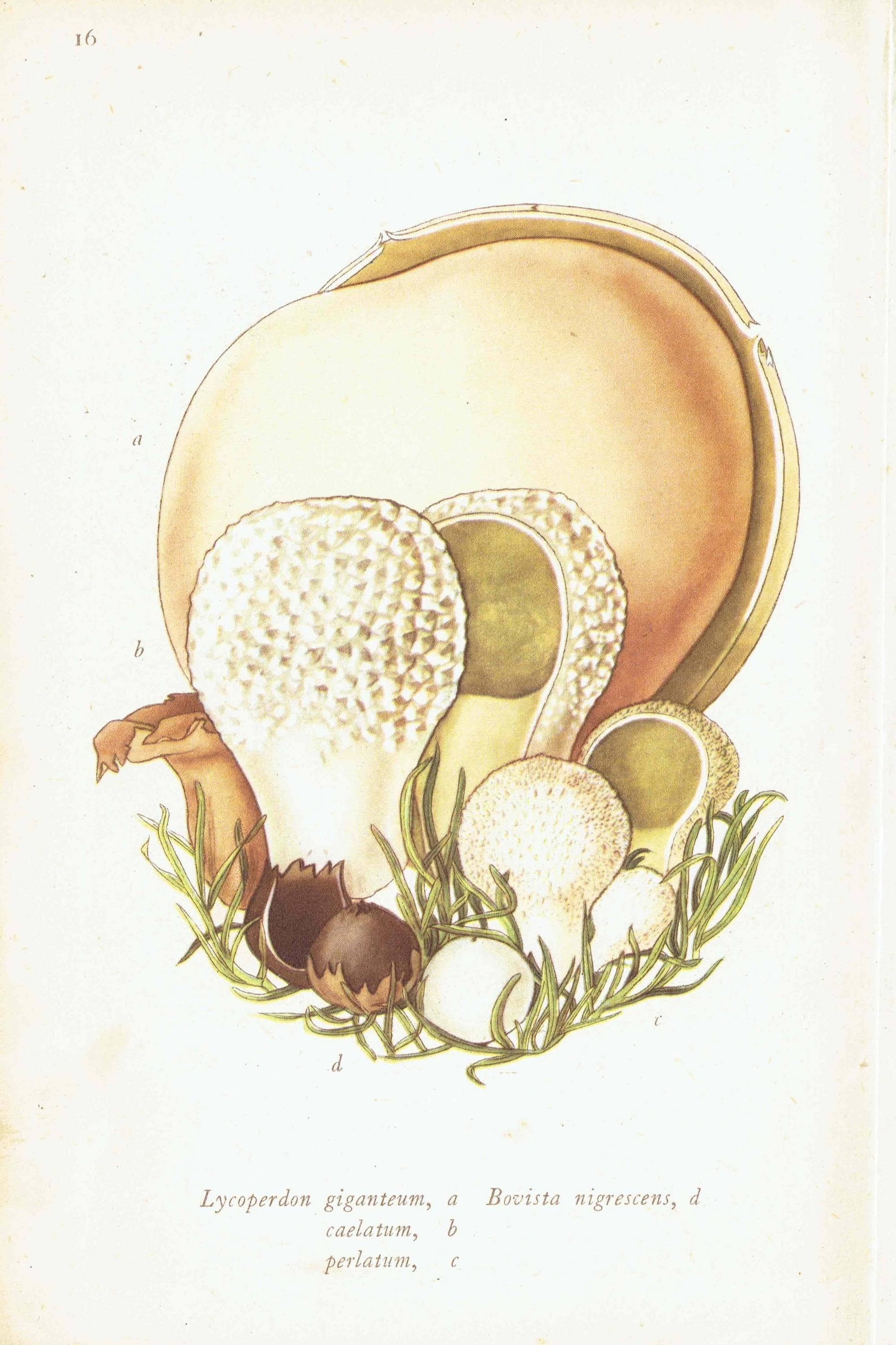 1943 Cauliflower Fungus & Giant Puffball Mushrooms - Original Vintage Print By Ellenby - Ramsbottom Mycology Botanical Study - 4.5 x 6.5 in - Image 6