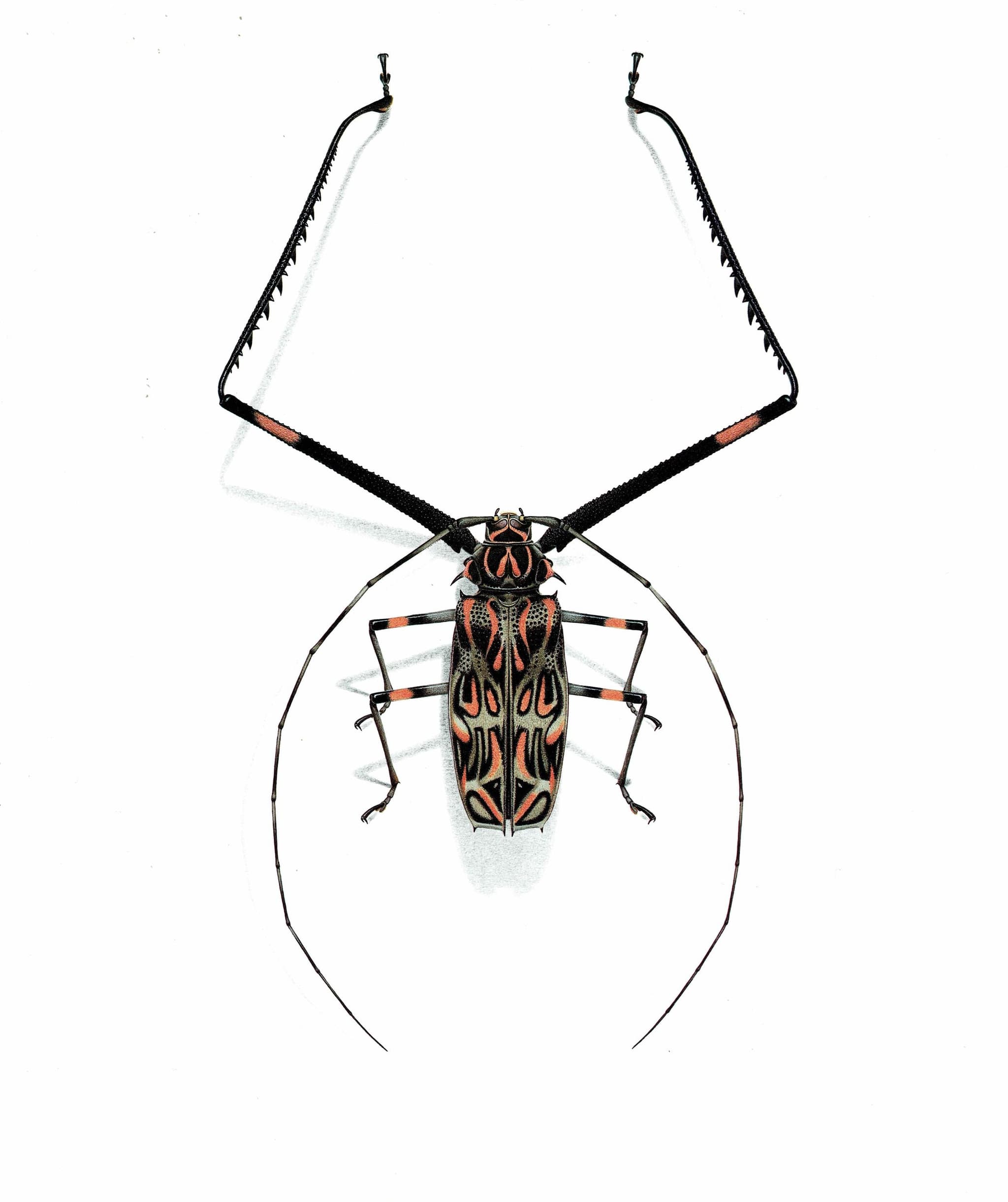 1986 Harlequin Beetle Acrocinus Longimanus Print - Durin Bernard Les Insectes Scientific Illustration - Linnaeus Entomology - 11 x 13 in - Image 3