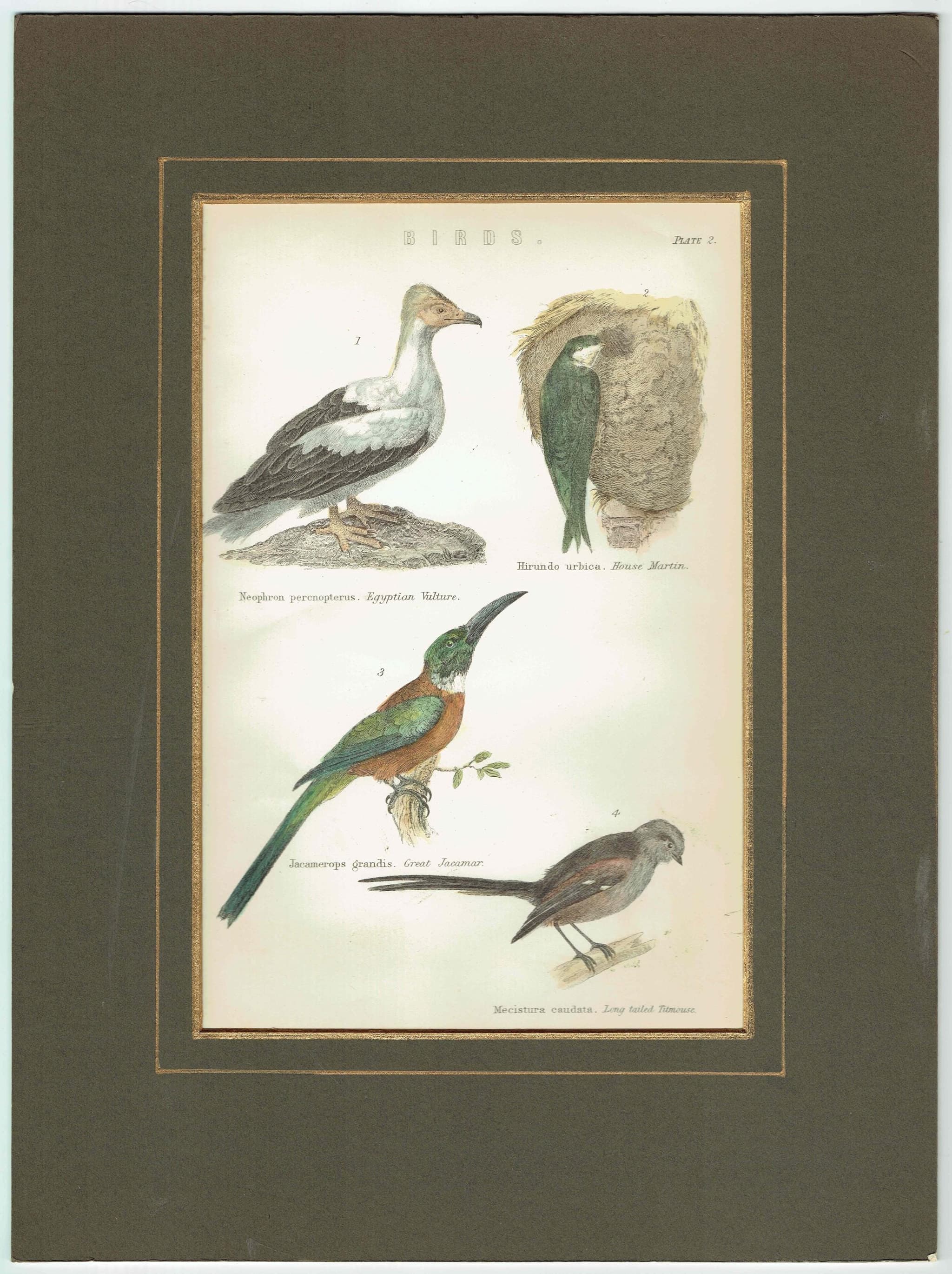 1896 Birds Original Print - Bird Wall Art - Bird Wood Engraving - Antique Animal Print - Ornithology Print - 6.25 x 9.5 Inches - Image 2