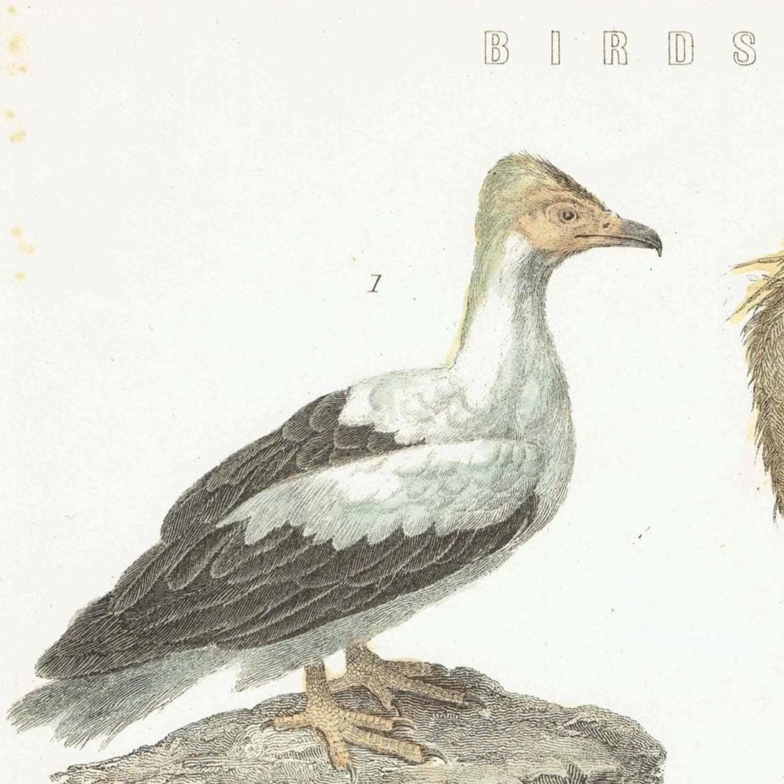 1896 Birds Original Print - Bird Wall Art - Bird Wood Engraving - Antique Animal Print - Ornithology Print - 6.25 x 9.5 Inches - Image 3