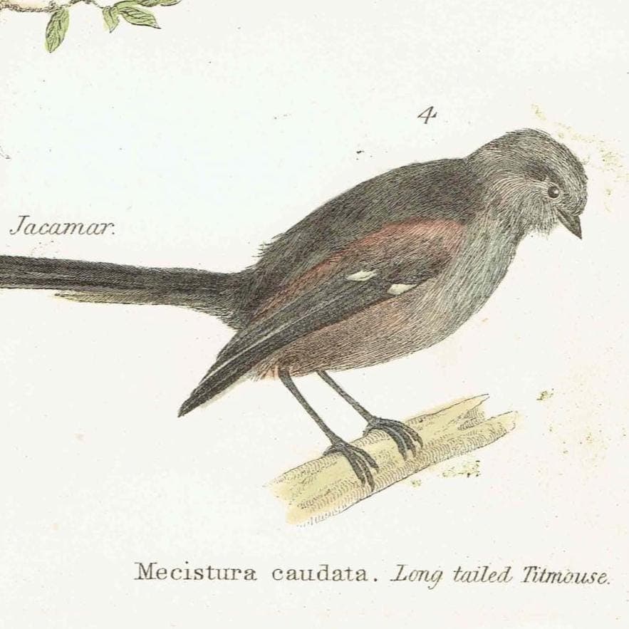 1896 Birds Original Print - Bird Wall Art - Bird Wood Engraving - Antique Animal Print - Ornithology Print - 6.25 x 9.5 Inches - Image 4