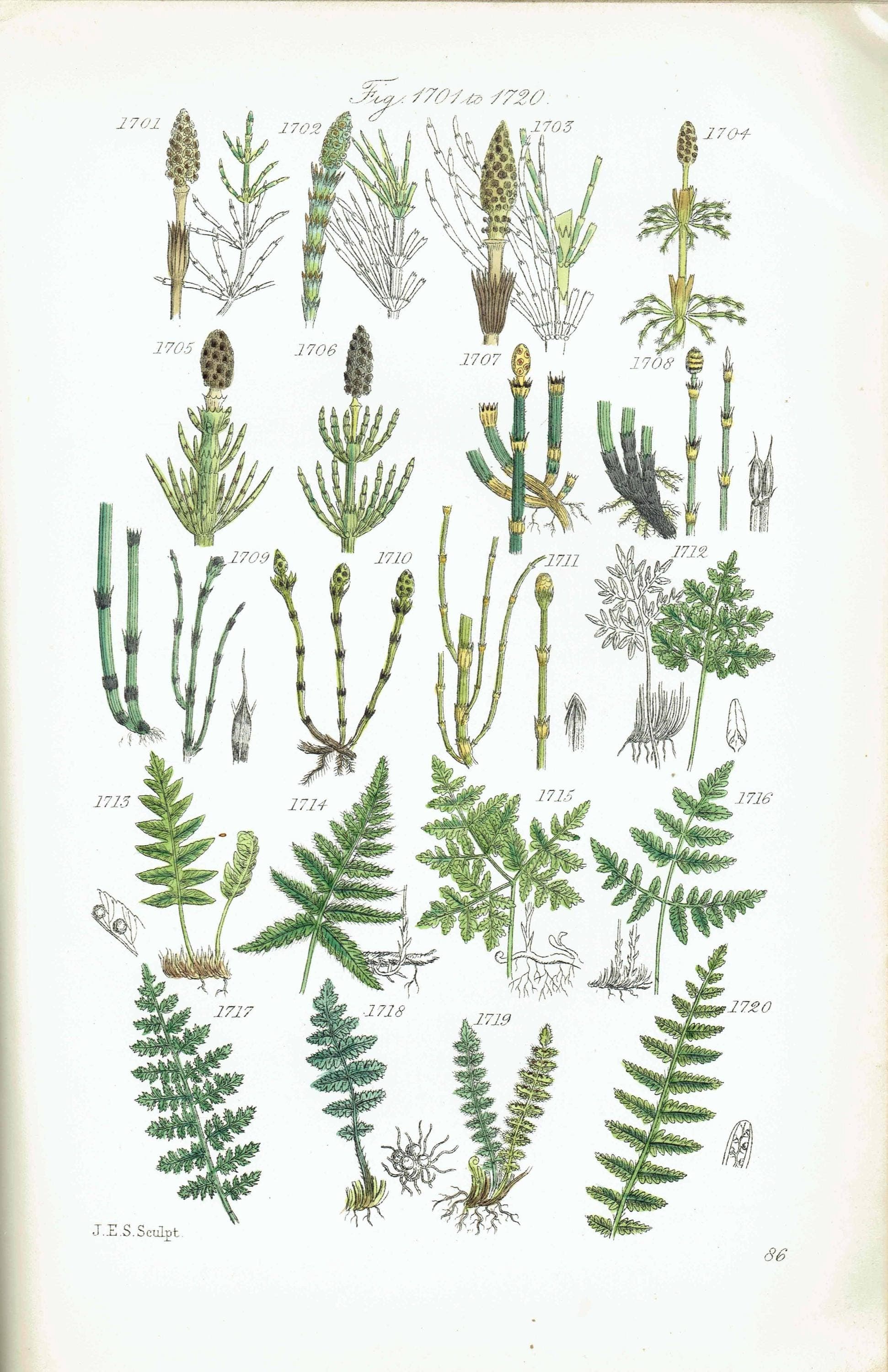 1910 Alpine Woodsia Ferns & Common Polypody - Original Antique Print By Sowerby - British Wild Flowers Botanical Study - 6.25 x 9.5 in - Image 2