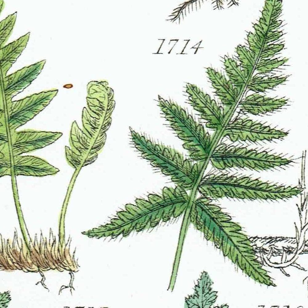 1910 Alpine Woodsia Ferns & Common Polypody - Original Antique Print By Sowerby - British Wild Flowers Botanical Study - 6.25 x 9.5 in - Image 3