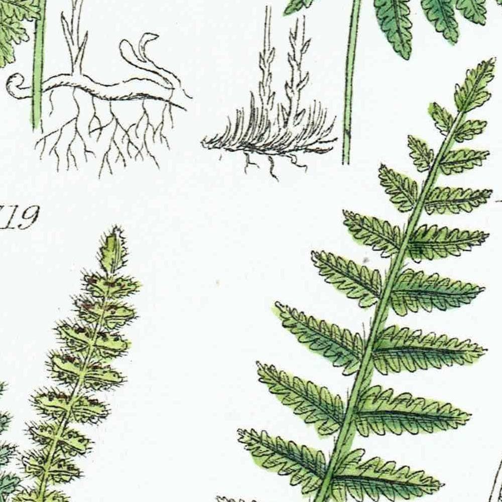 1910 Alpine Woodsia Ferns & Common Polypody - Original Antique Print By Sowerby - British Wild Flowers Botanical Study - 6.25 x 9.5 in - Image 4