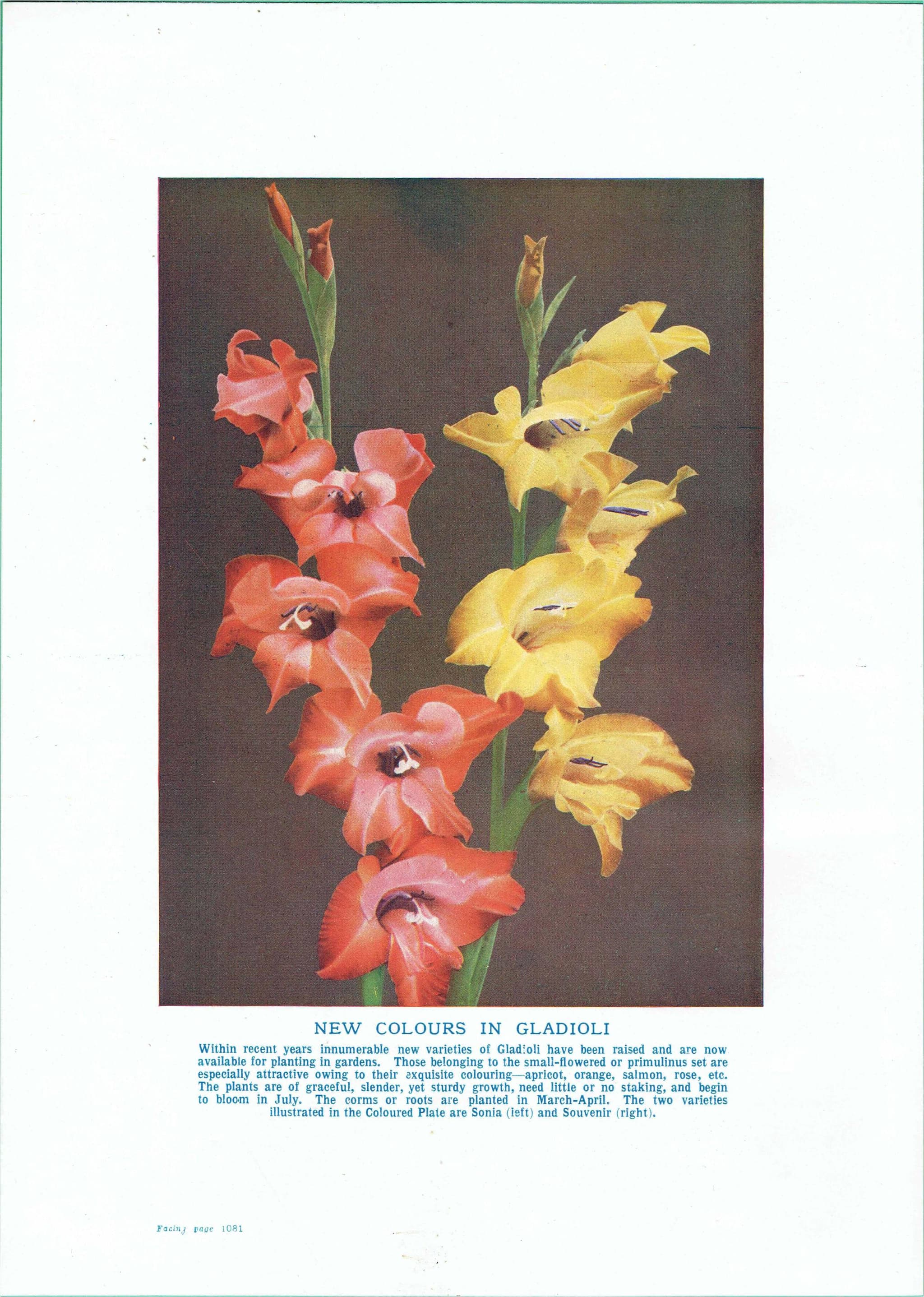 1950s Gladioli Botanical Print - Vintage Garden Flower Illustration Sonia & Souvenir - Cottagecore Floral Wall Art - 5 x 7 in - Image 2