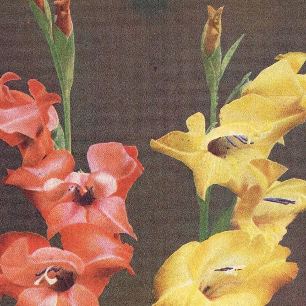 1950s Gladioli Botanical Print - Vintage Garden Flower Illustration Sonia & Souvenir - Cottagecore Floral Wall Art - 5 x 7 in - Image 3