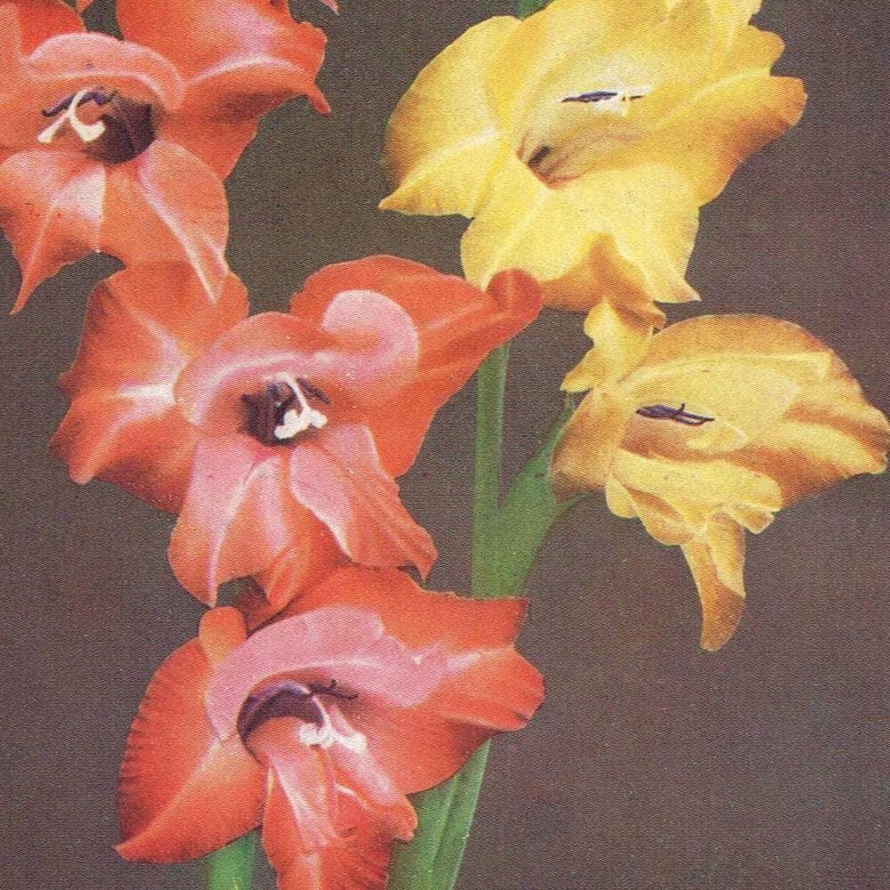 1950s Gladioli Botanical Print - Vintage Garden Flower Illustration Sonia & Souvenir - Cottagecore Floral Wall Art - 5 x 7 in - Image 4