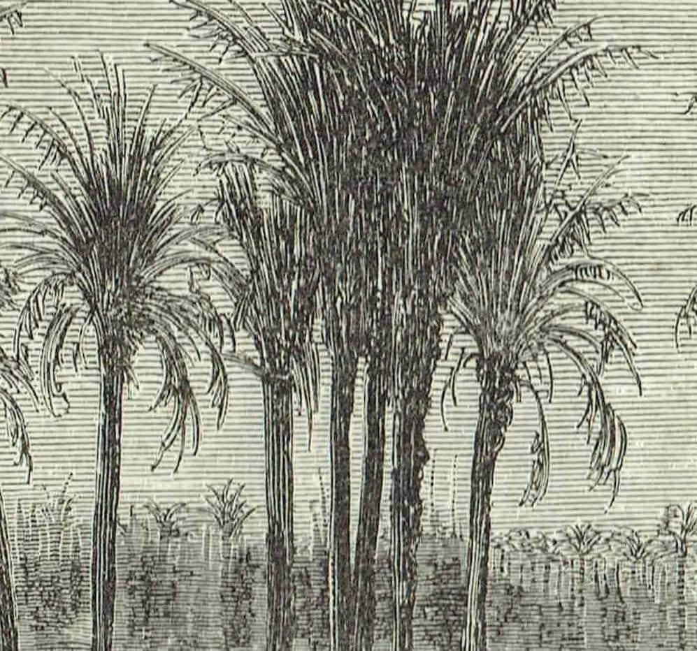 1870s Original Detailed Spanish Palm Grove Landscape Woodblock Print - Victorian Travel Book Drawing - Antique Alicante Scene - 12 x 8.5 in - Image 4