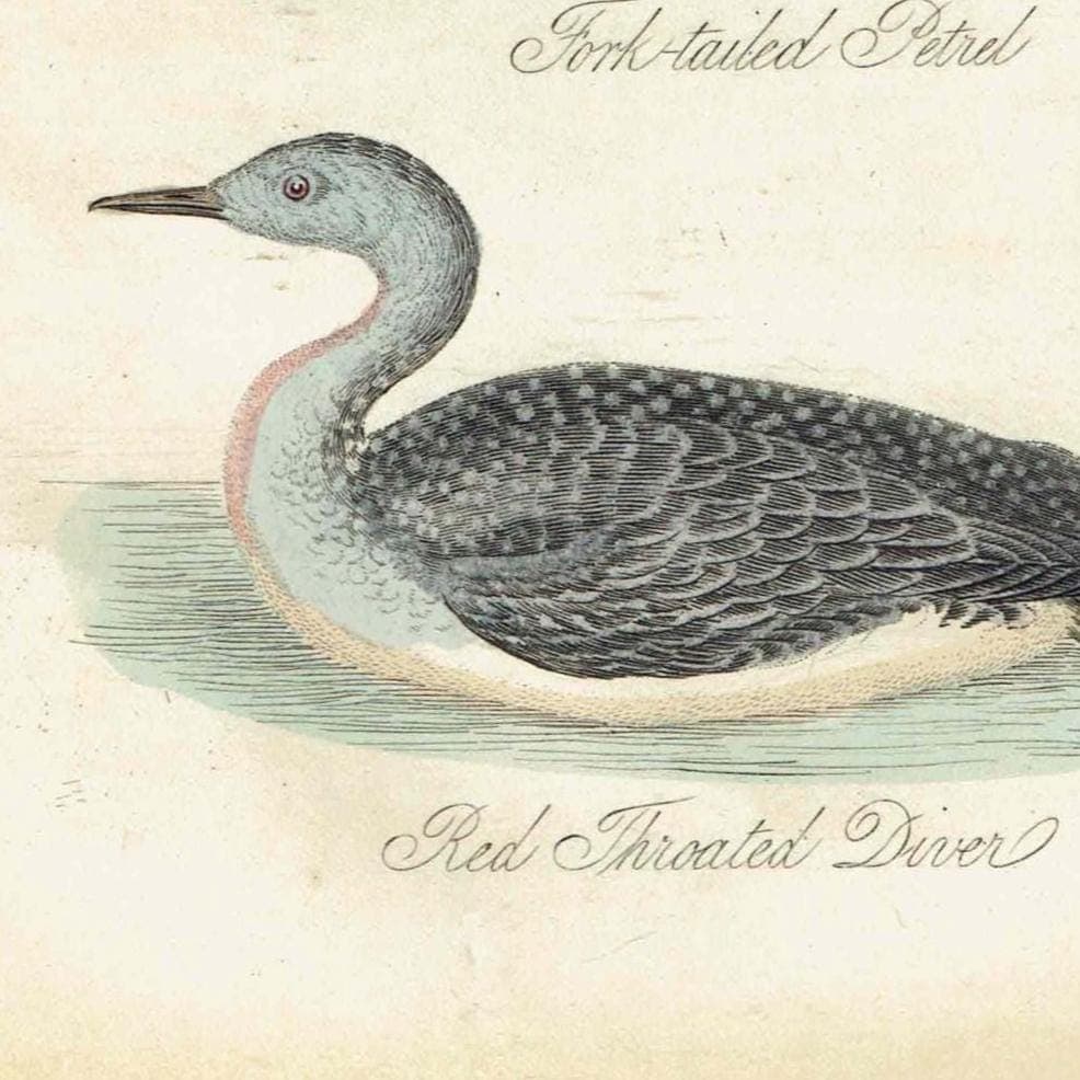 c.1840 Eider Duck, Fork-tailed Petrel & Red-throated Diver Print – Hand-Coloured Ornithology Engraving – Natural History Birds – 7 x 4.5 in - Image 3