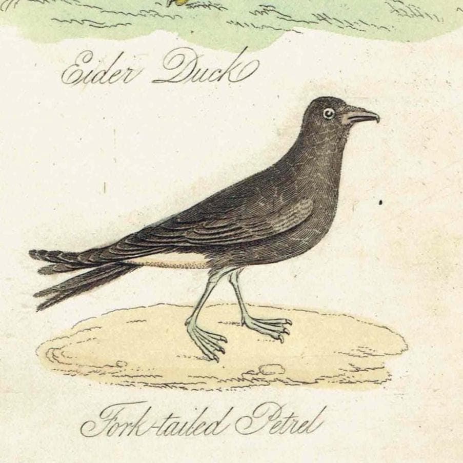 c.1840 Eider Duck, Fork-tailed Petrel & Red-throated Diver Print – Hand-Coloured Ornithology Engraving – Natural History Birds – 7 x 4.5 in - Image 4