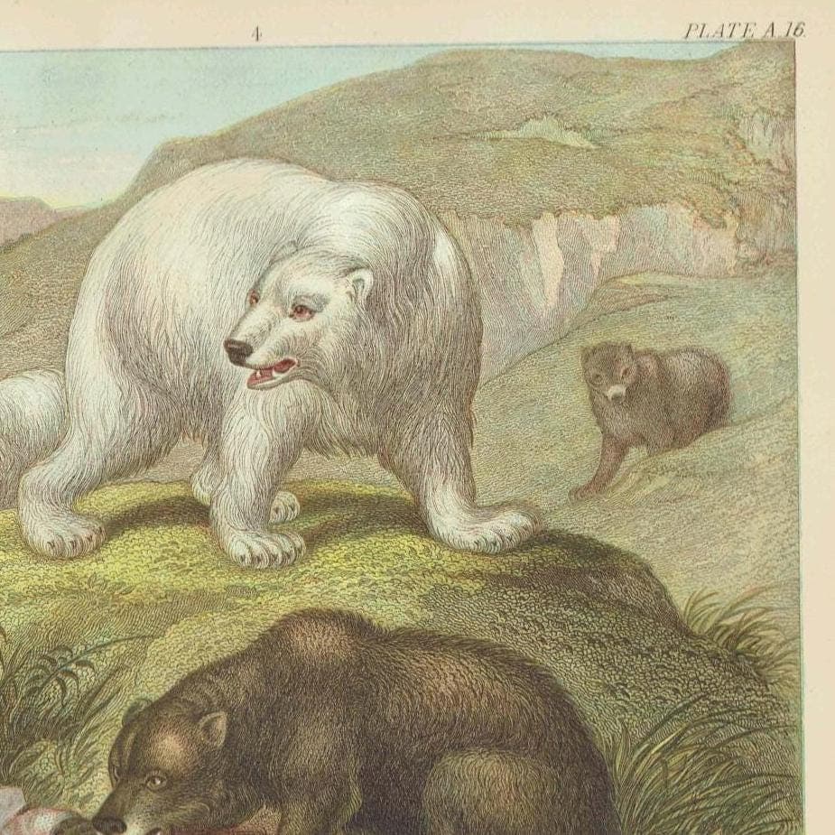 c.1880 Four Bear Species Print – Grisly, Brown, Black & Polar Bear – Natural History Illustration – 6.5 x 9.5 in - Image 3