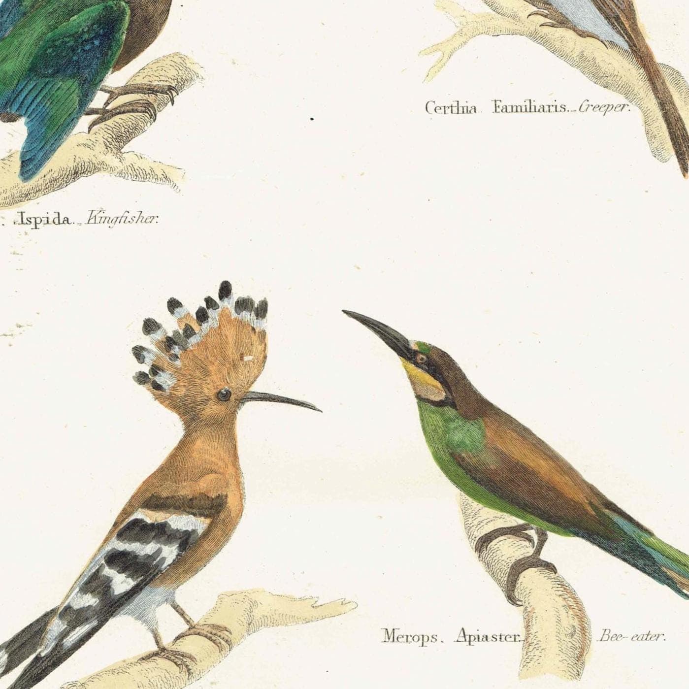 c.1874 Tenuirostres Birds Print - Kingfisher, Hoopoe, Bee-eater, Treecreeper Ornithological Plate - 9.5 x 6.5 in - Image 3