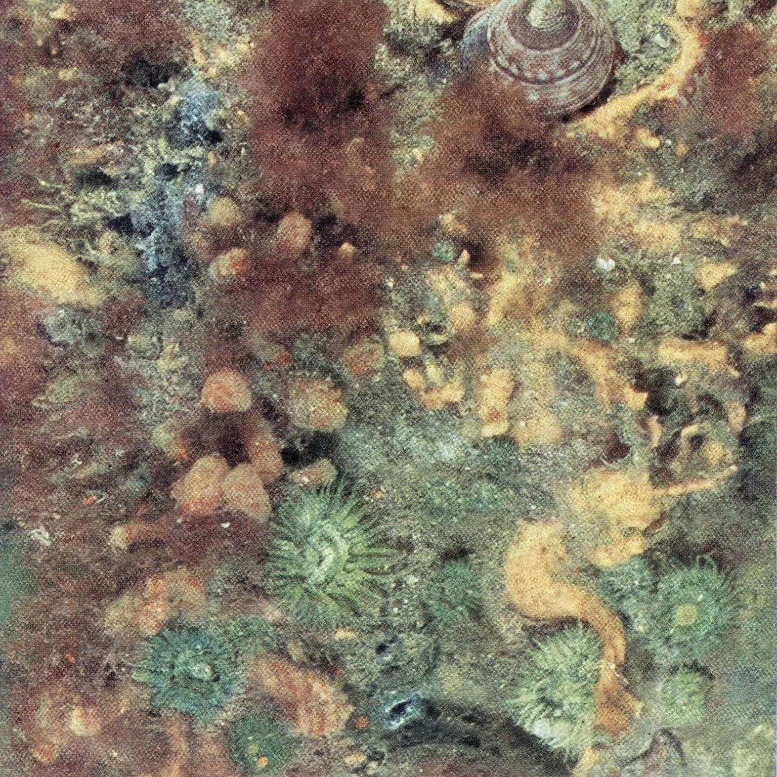 1959 Burrowing shrimp, Sea-mouse, Marine Ecosystem Print - Ocean Floor Seabed Photography - Marine Biology Coral Reef Sea Life - 5 x 8.25 in - Image 2