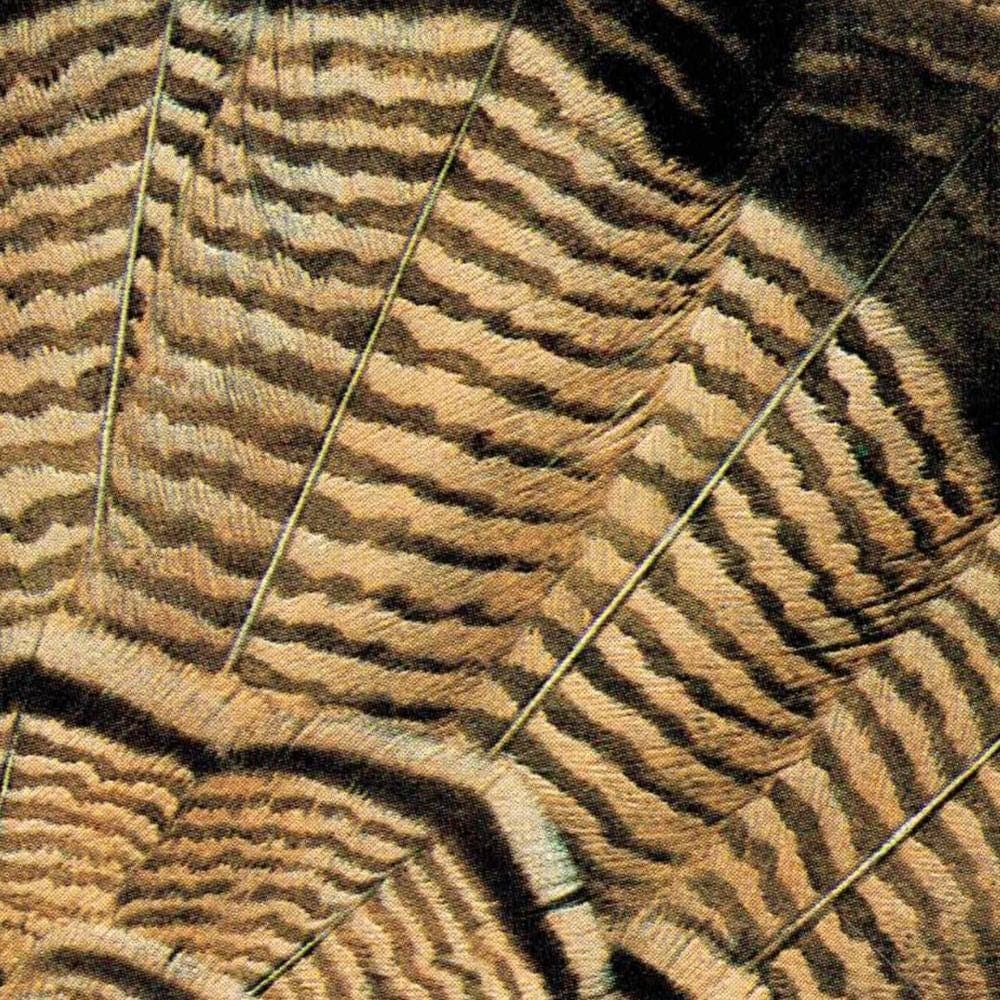 1980s Wild Turkey - Game Birds Woodland Original Vintage Print By Pledger - Natural History Wildlife Art - 11.5 x 16.5 in - Image 4