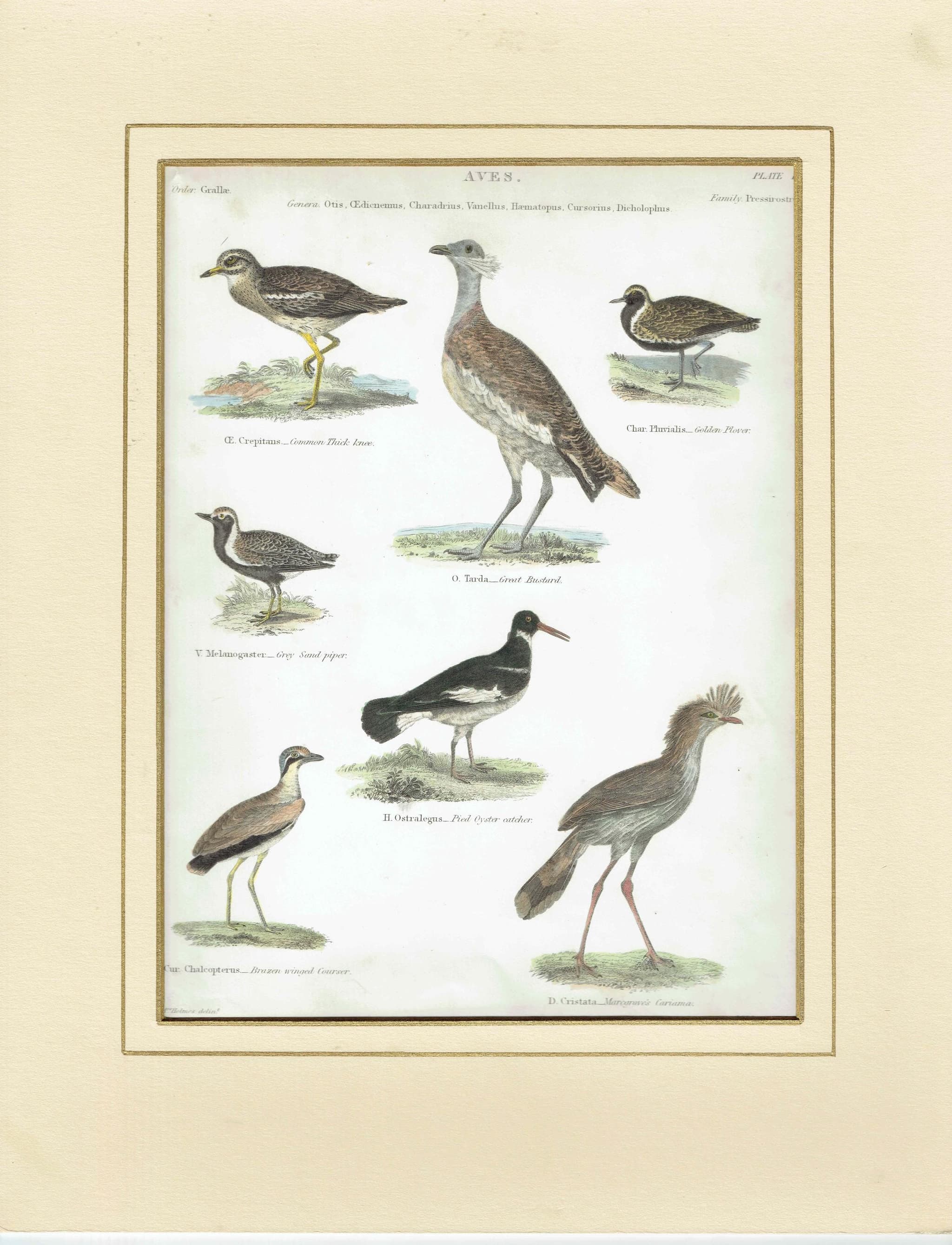 1838 Aves Plate 16 Hand-Coloured Ornithology Print - Common Thick-Knee, Great Bustard, Golden Plover & More - 10.75 x 8.5 in - Image 2