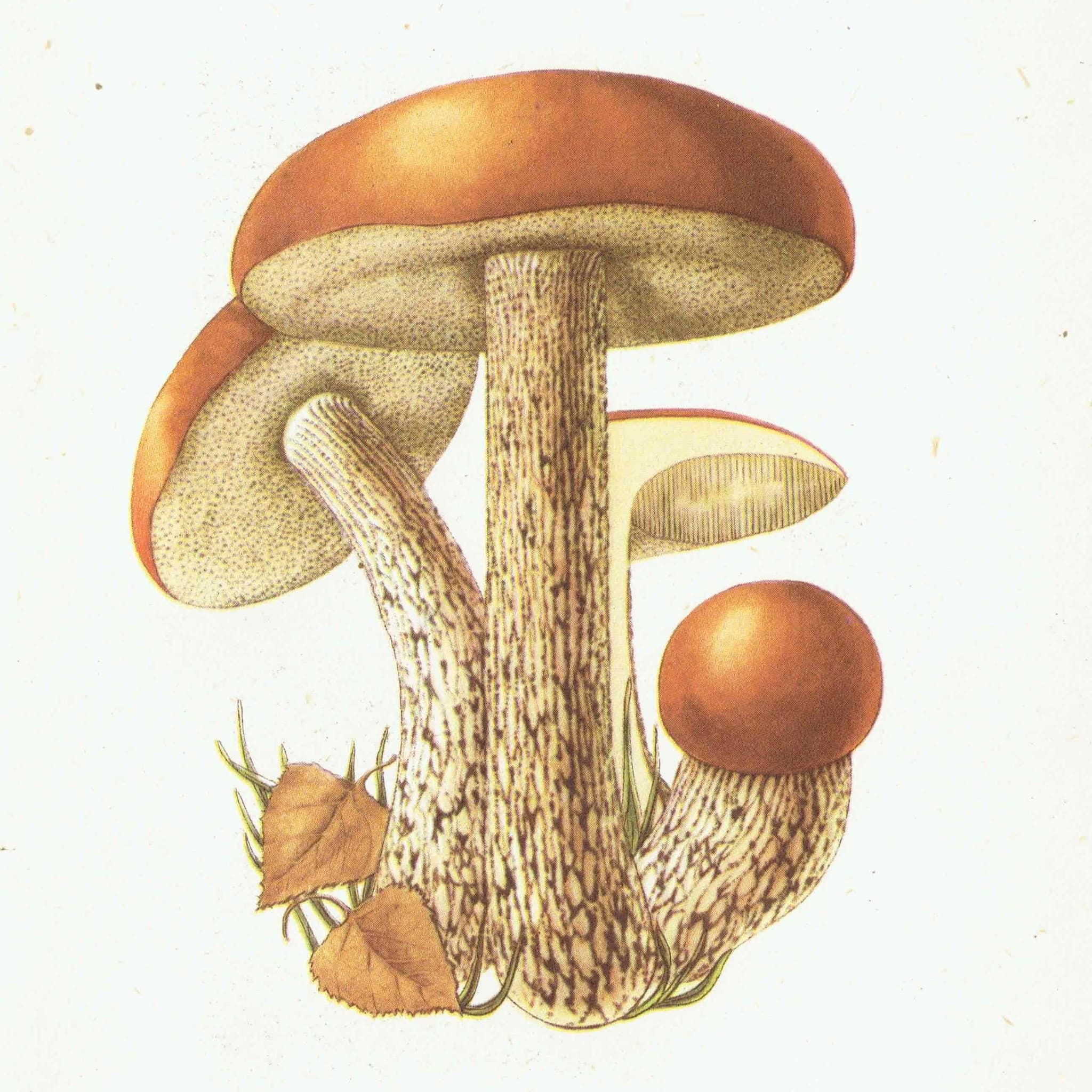 Vintage Mushroom Print - 1943 Ellenby Botanical Illustration - Image 1