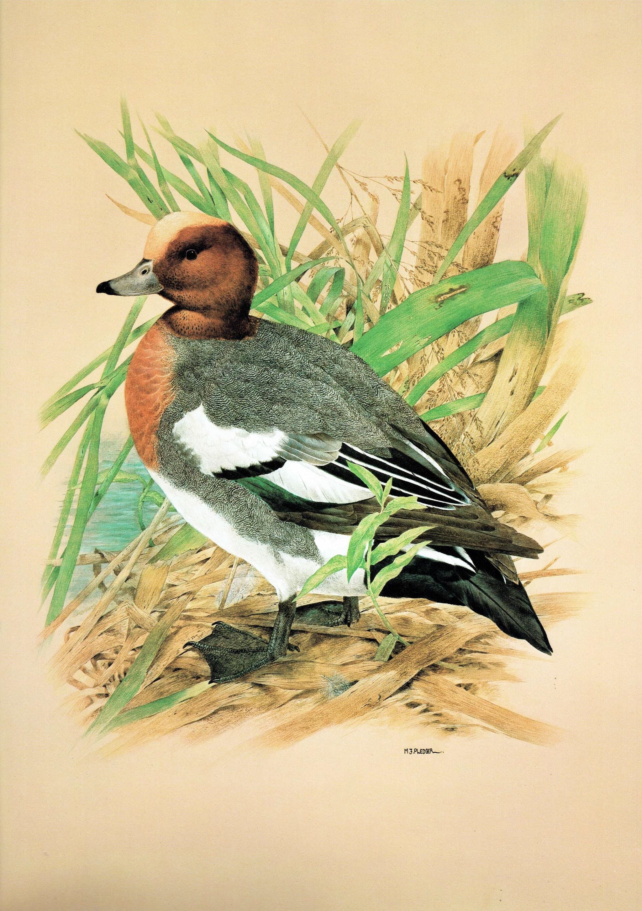 1981 Cock Wigeon in Reeds - Maurice Pledger Game Birds - Original Vintage Wildlife Art Print - 11.5 x 16.5 in - Image 2