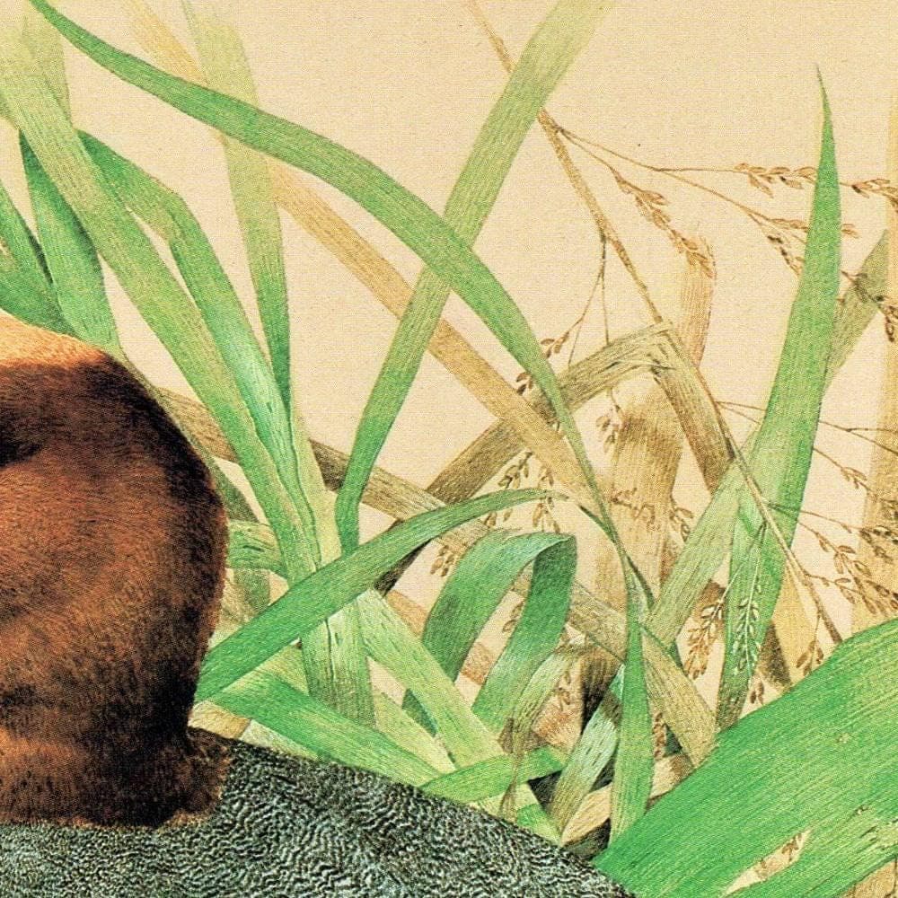 1981 Cock Wigeon in Reeds - Maurice Pledger Game Birds - Original Vintage Wildlife Art Print - 11.5 x 16.5 in - Image 4