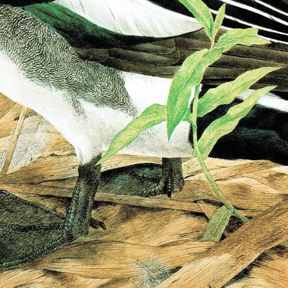 1981 Cock Wigeon in Reeds - Maurice Pledger Game Birds - Original Vintage Wildlife Art Print - 11.5 x 16.5 in - Image 5