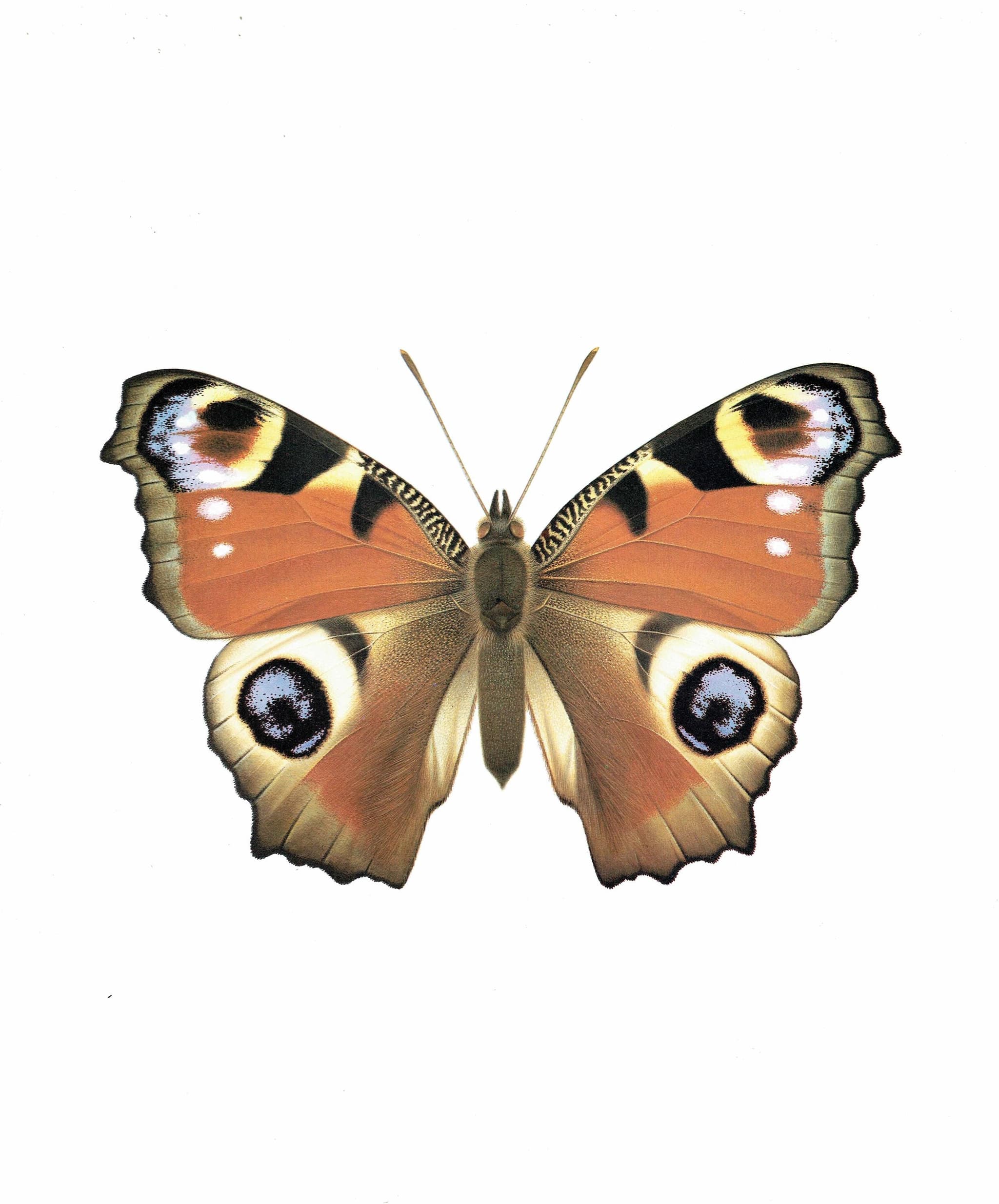 1986 European Peacock Butterfly Inachis io Print - Durin Bernard Vintage Scientific Illustration - Linnaeus Entomology - 11 x 13 in - Image 3