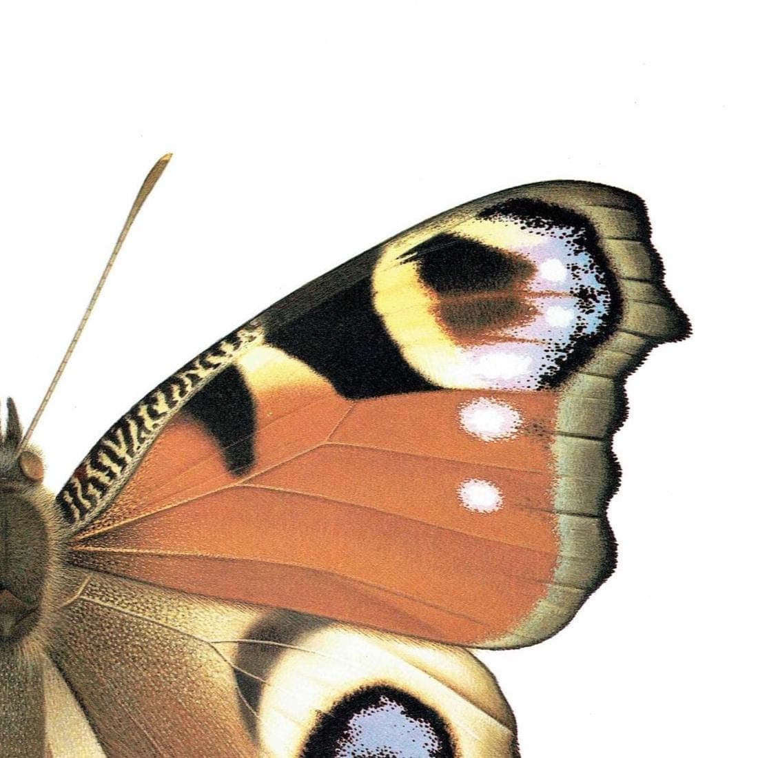 1986 European Peacock Butterfly Inachis io Print - Durin Bernard Vintage Scientific Illustration - Linnaeus Entomology - 11 x 13 in - Image 5