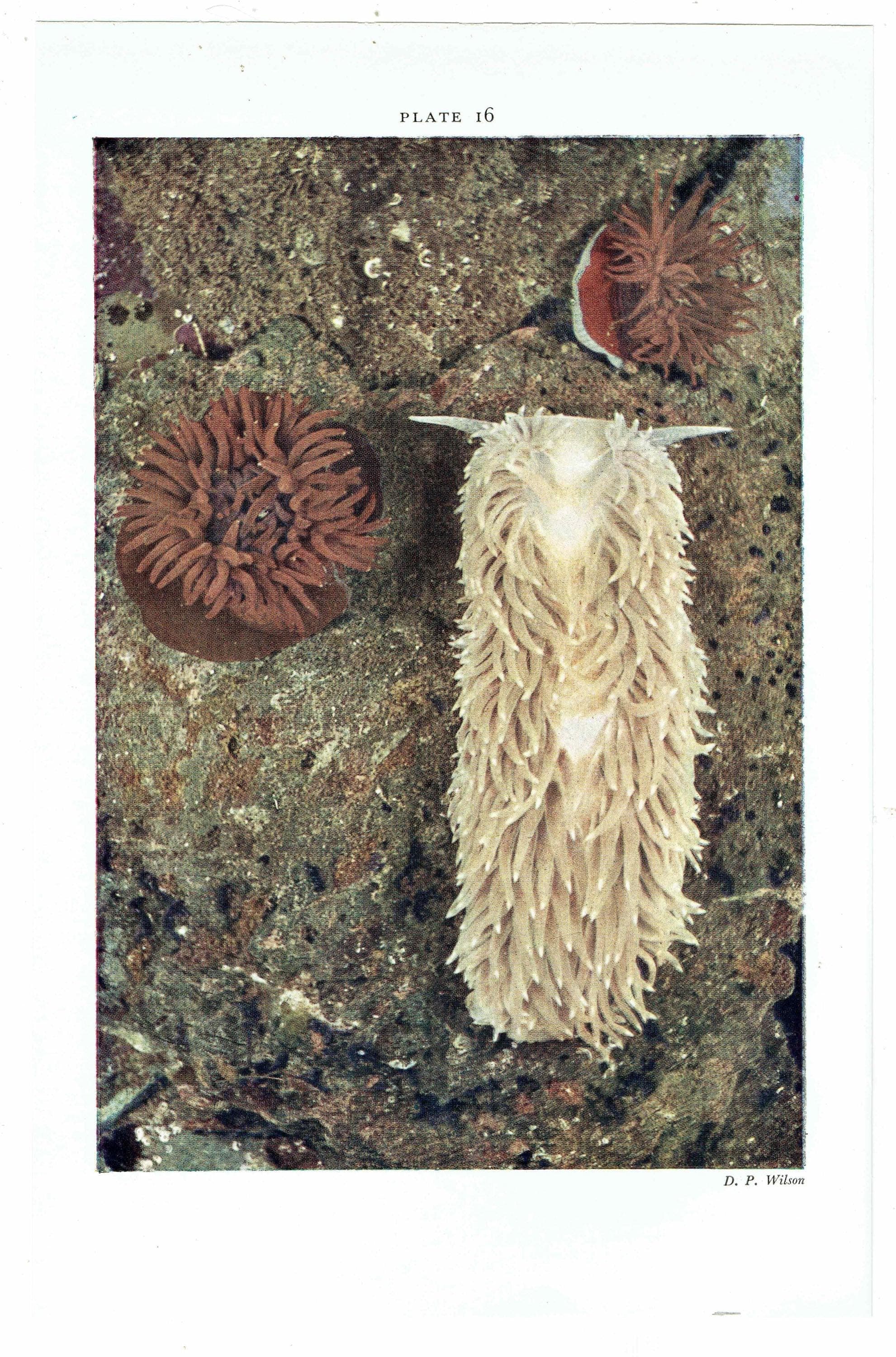 1959 The Sea Shore Hooded Shrimp & Sea-Lemon Spawning Print - Marine Life Photography - Underwater Sea Creatures - 5 x 8.5 in - Image 3