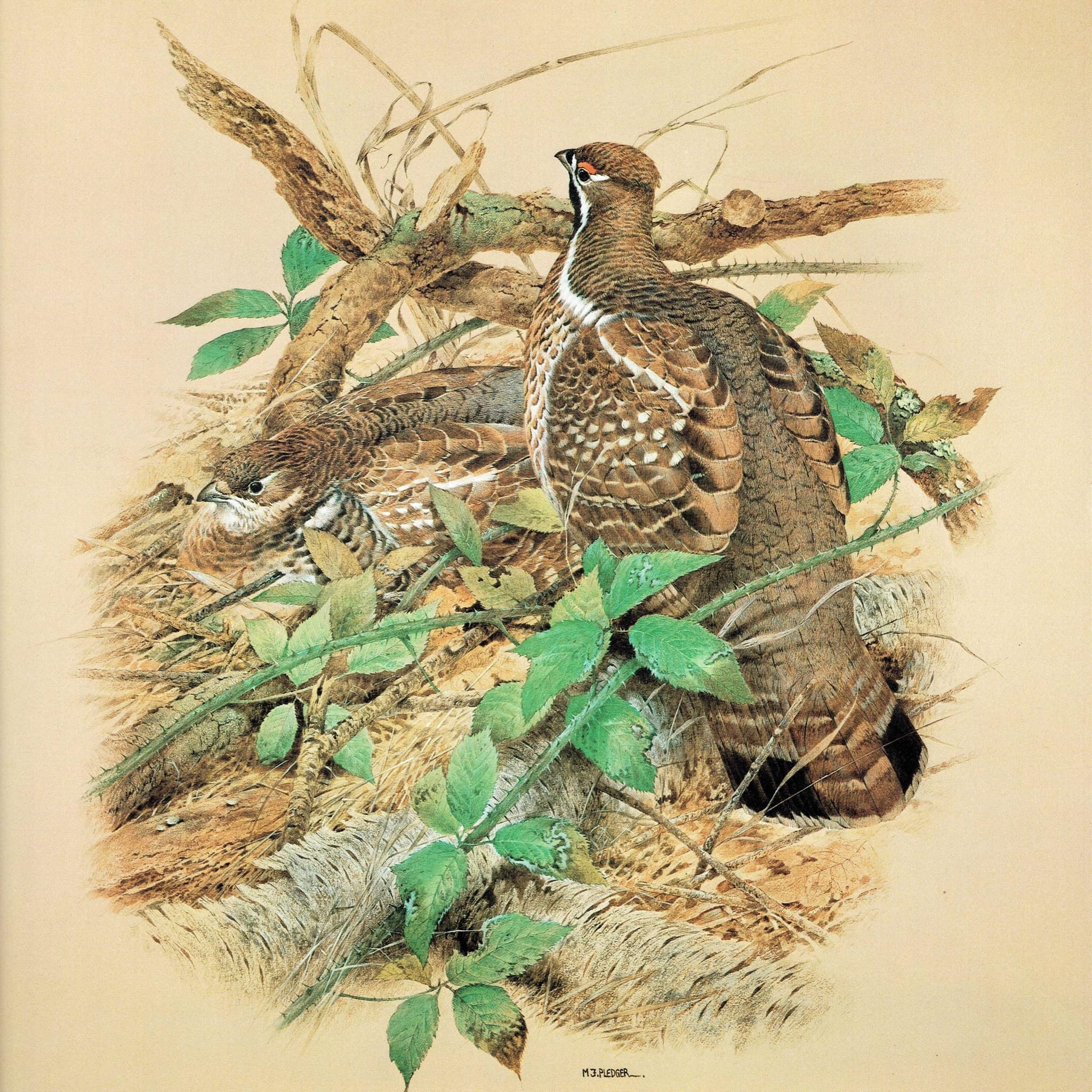1980s Hazel Grouse - Game Birds Wildlife Original Vintage Print By Pledger - Natural History Woodland Ornithology Study - 11.5 x 16.5 in - Image 2
