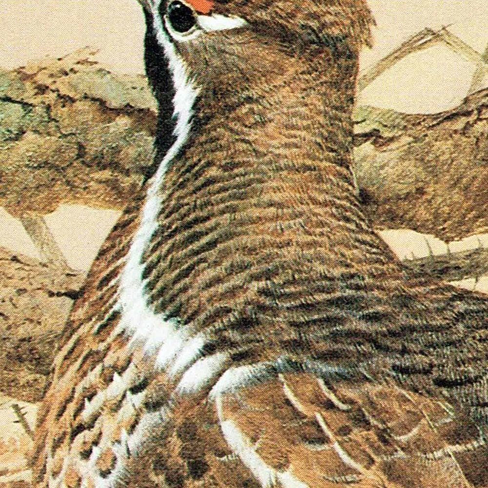1980s Hazel Grouse - Game Birds Wildlife Original Vintage Print By Pledger - Natural History Woodland Ornithology Study - 11.5 x 16.5 in - Image 3