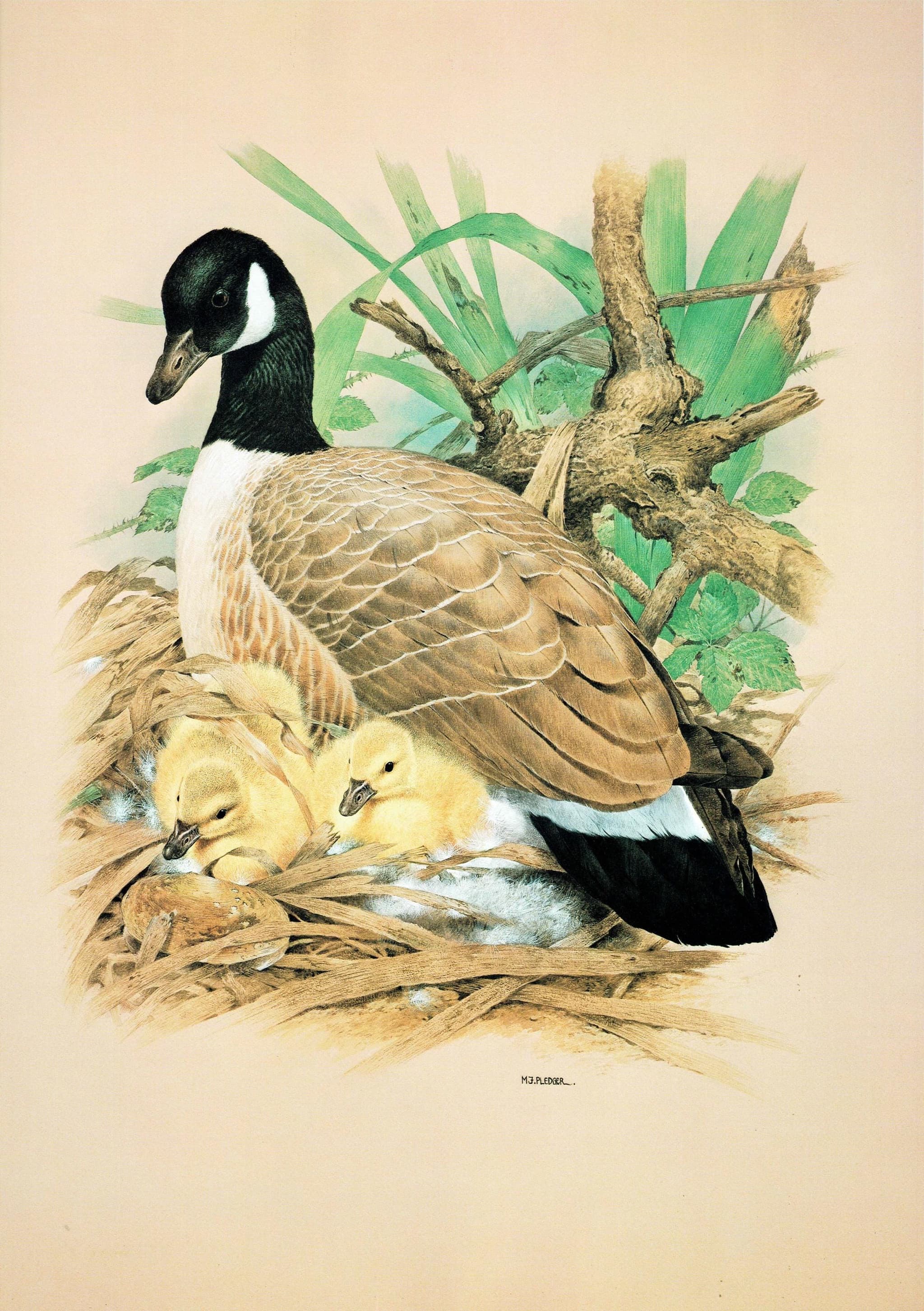 1981 Canada Goose Goslings Nest Original Vintage Print - Maurice Pledger Wildlife Art - Game Birds Book Illustration - 11.5 x 16.5 in - Image 2