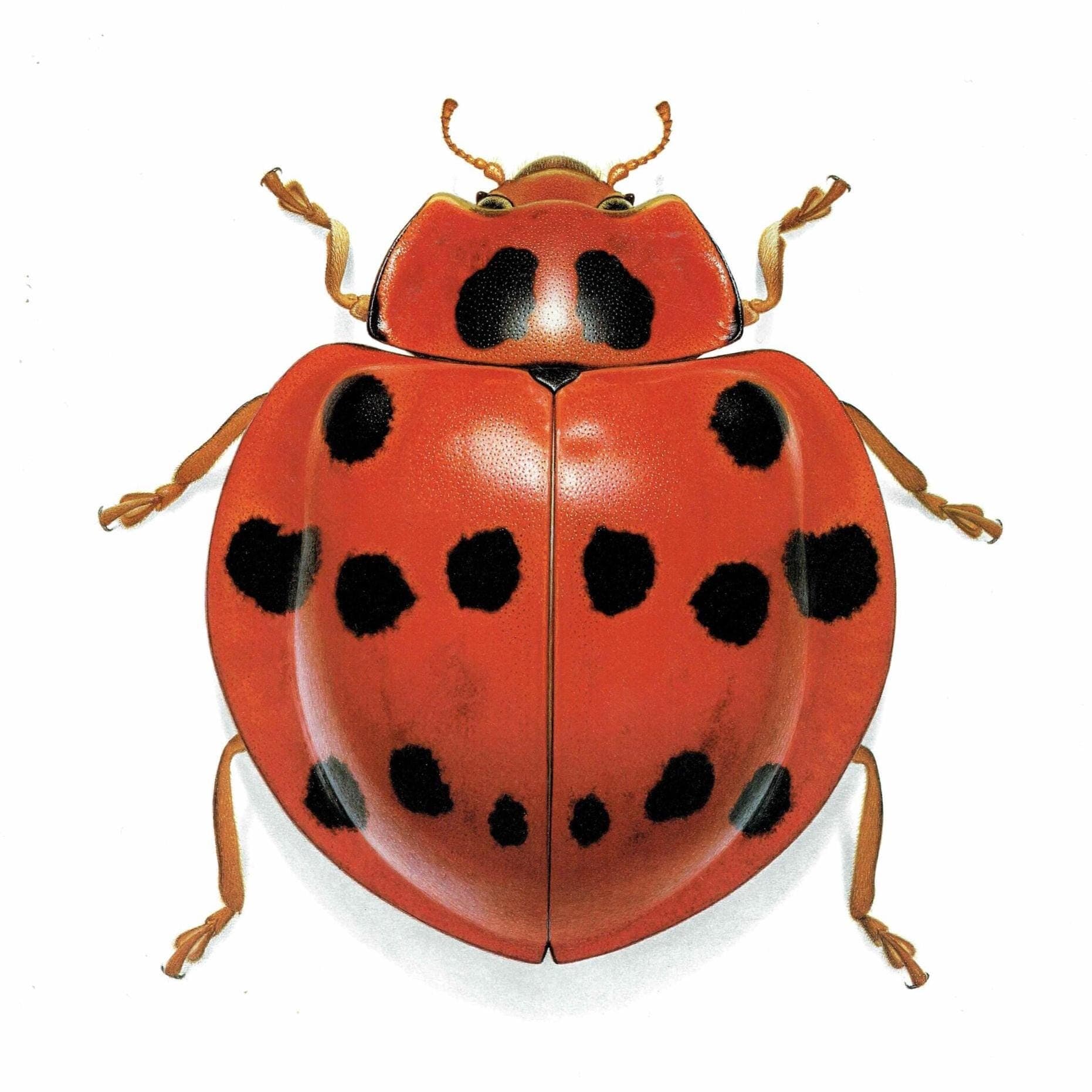 1986 Ladybird Callicaria Superba Print - Durin Bernard Les Insectes Scientific Illustration - Mulsan Entomology - 11 x 13 in