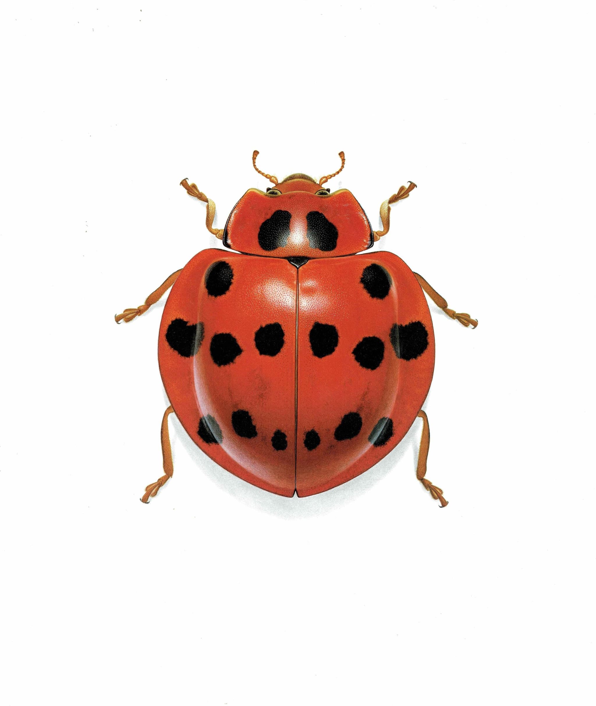 1986 Ladybird Callicaria Superba Print - Durin Bernard Les Insectes Scientific Illustration - Mulsan Entomology - 11 x 13 in - Image 3