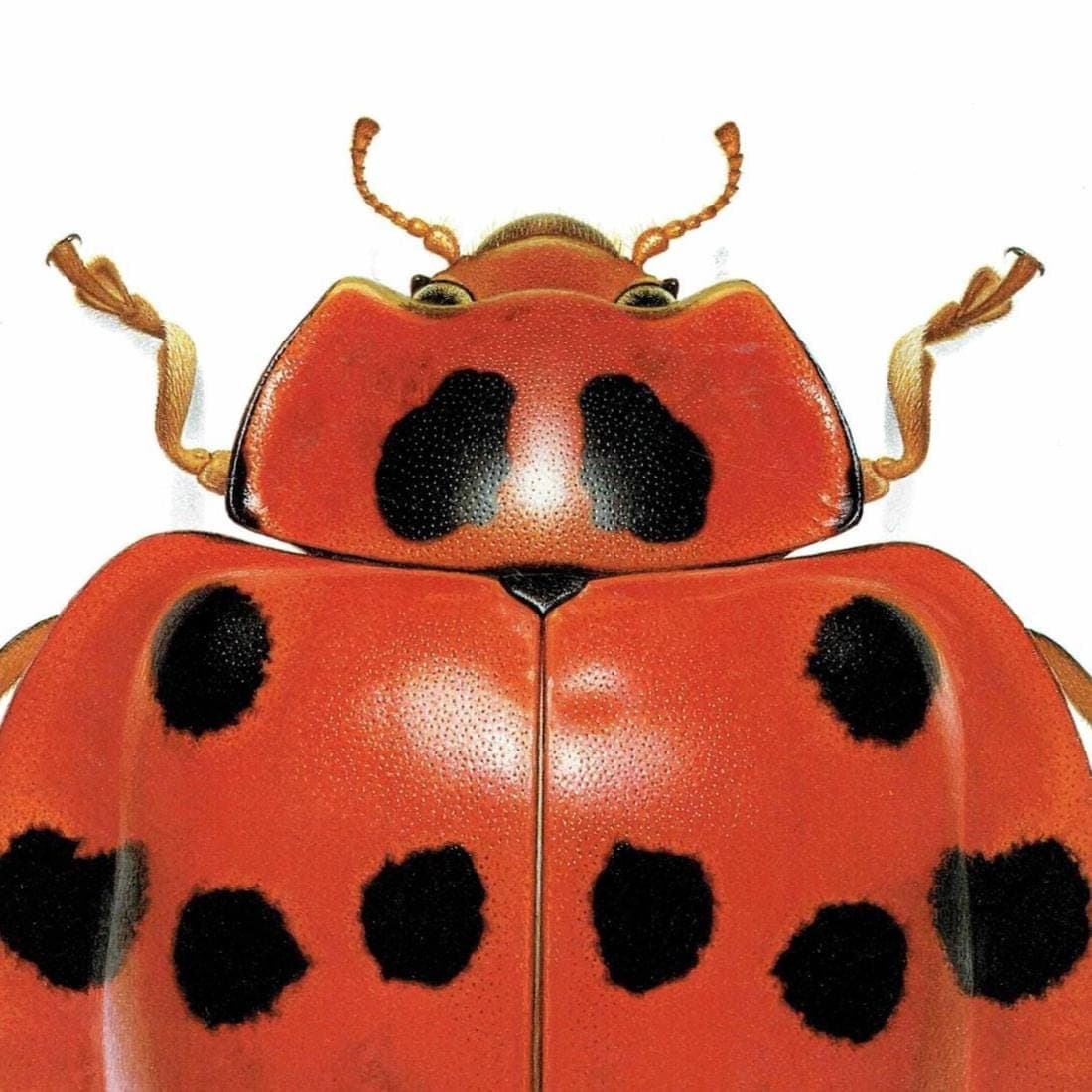 1986 Ladybird Callicaria Superba Print - Durin Bernard Les Insectes Scientific Illustration - Mulsan Entomology - 11 x 13 in - Image 4