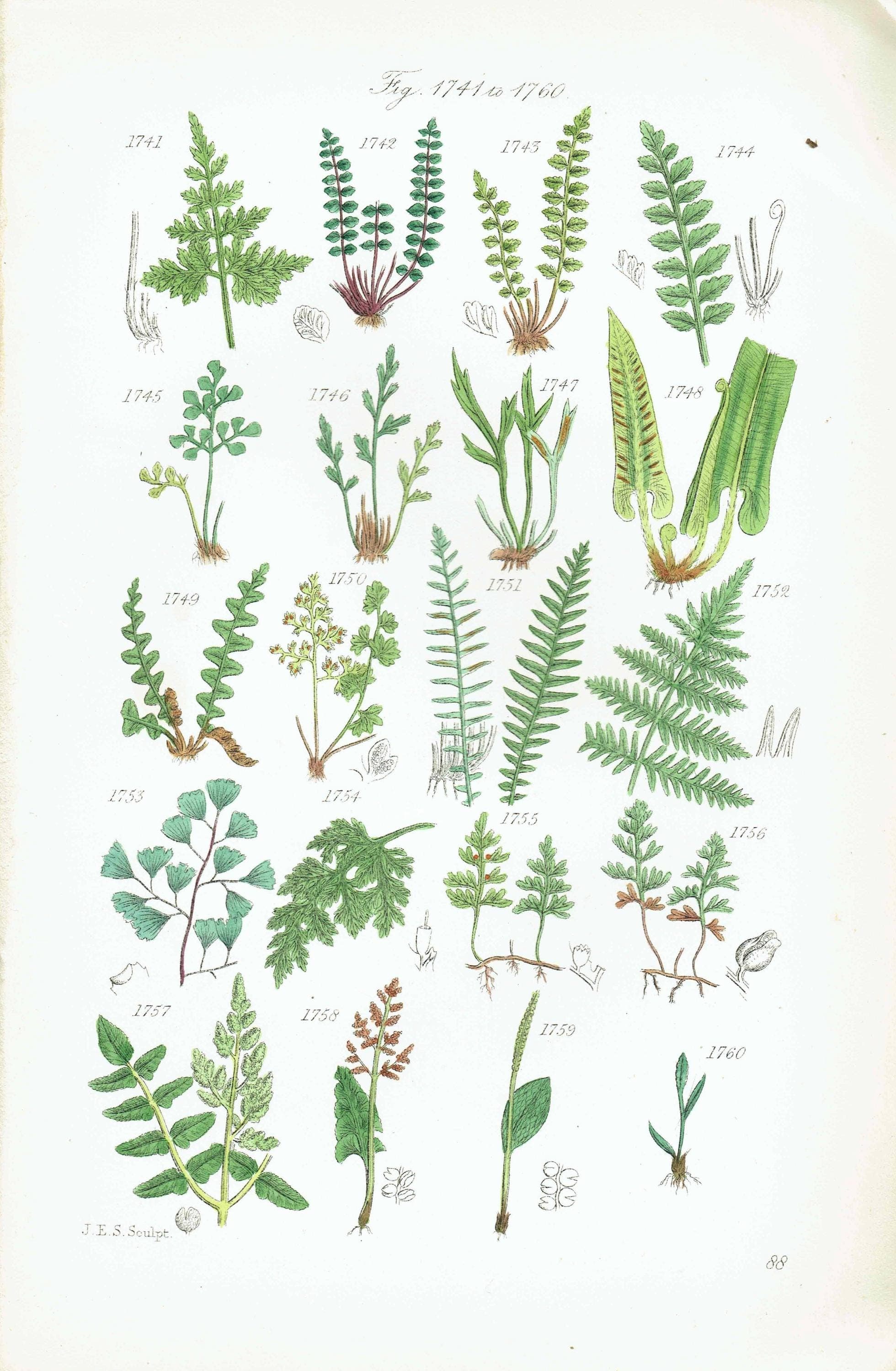 1910 British Ferns Maidenhair Bracken - Original Antique Print By Sowerby - Victorian Botanical Study Natural History - 6.25 x 9.5 in - Image 2
