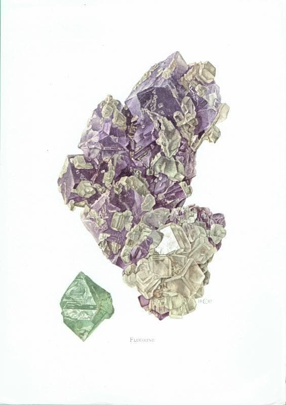 1969 Fluorine Crystal - Original Vintage Print By Caspari - Mineral Study Scientific Natural History Geology Art - 7.5 x 10.5 in - Image 2
