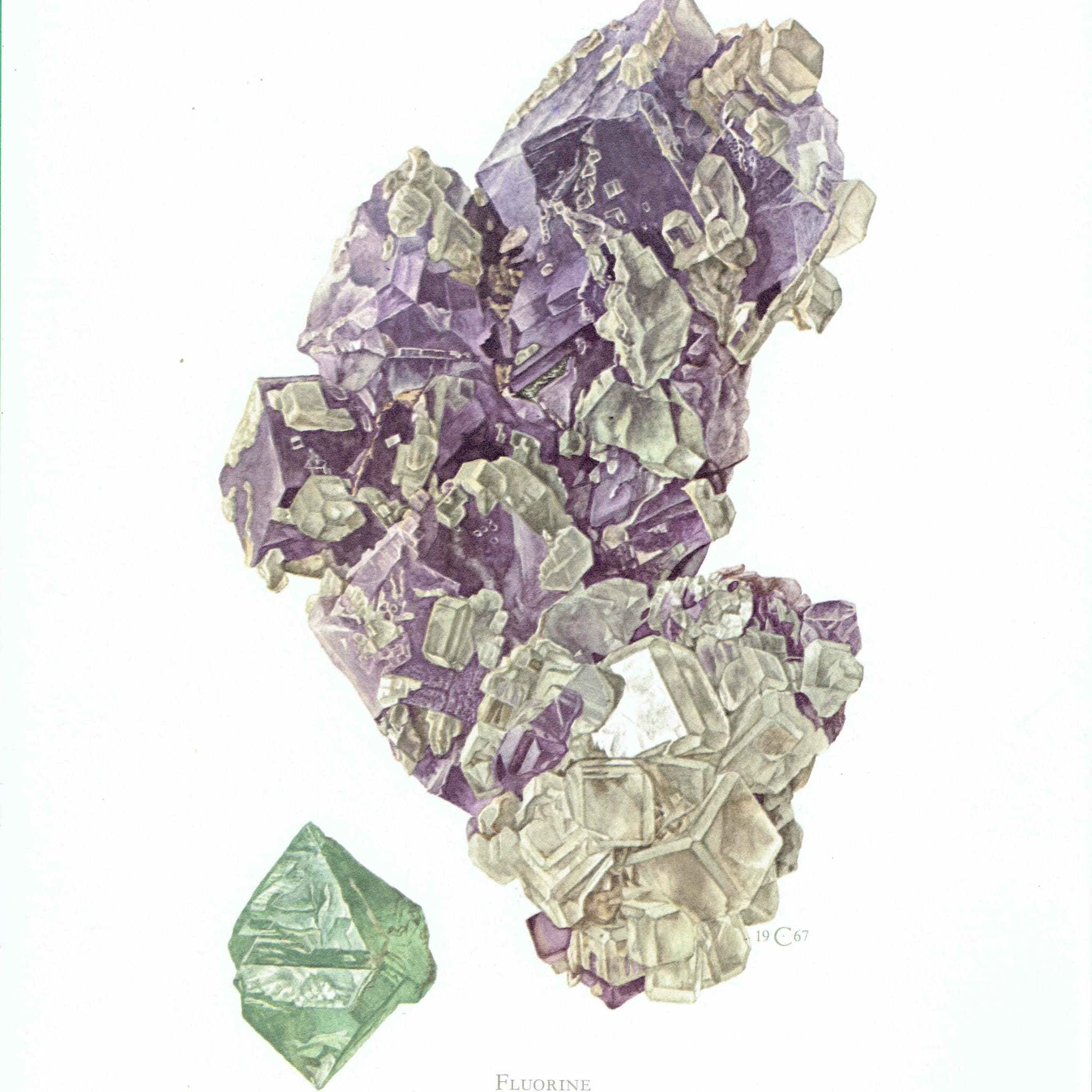 1969 Fluorine Crystal - Original Vintage Print By Caspari - Mineral Study Scientific Natural History Geology Art - 7.5 x 10.5 in - Image 3