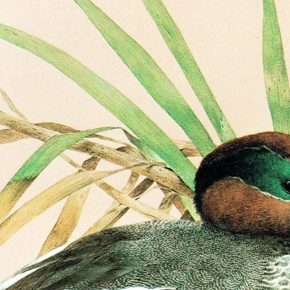 1981 Cock Teal - Maurice Pledger Game Birds - Original Vintage Educational Wildlife Art Print - 11.5 x 16.5 in - Image 4