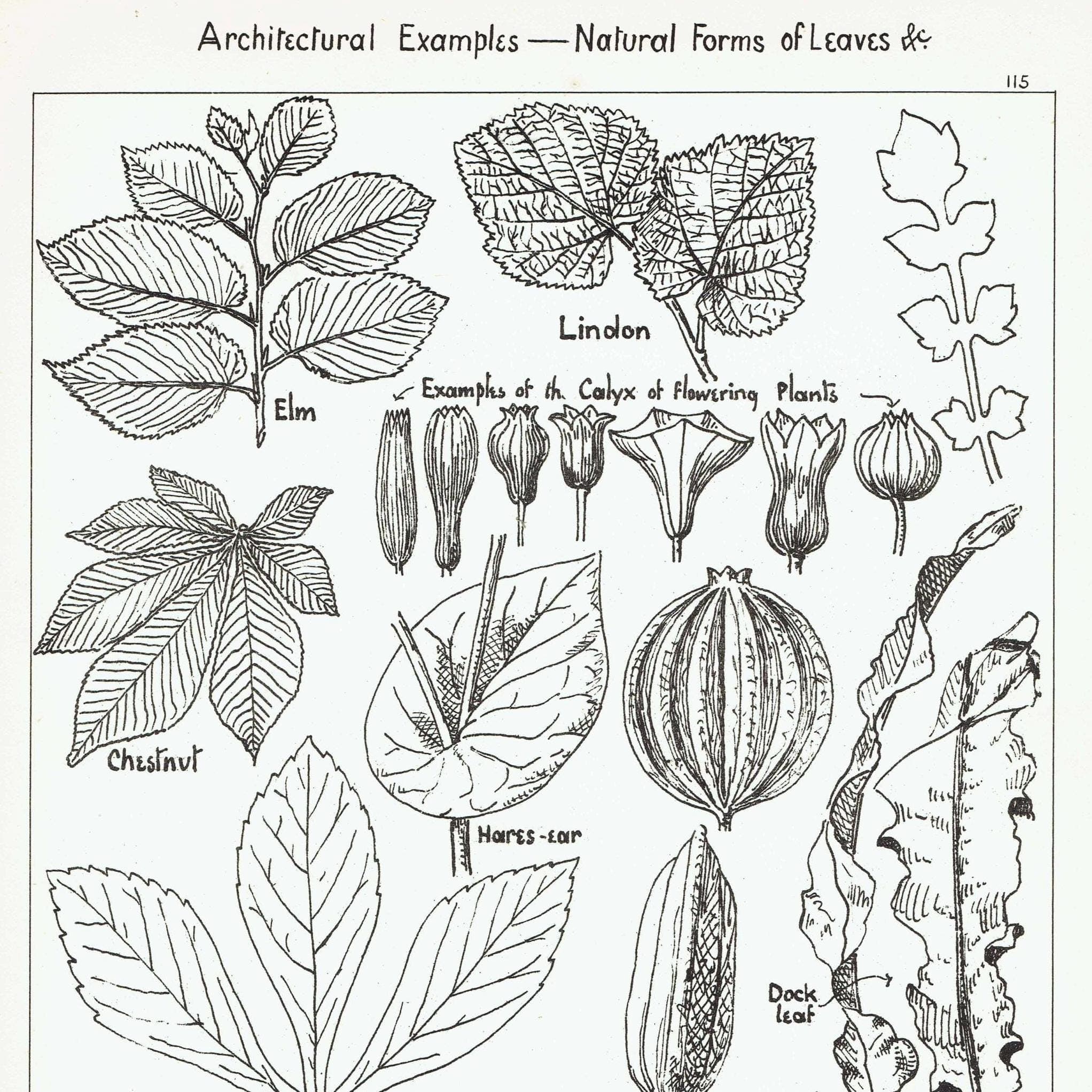 1898 Architectural Leaf Print - Elm, Linden, Chestnut, Iris, Christmas Rose & Decorative Plant Studies - Antique Plate - 8 x 10.75 in - Image 2