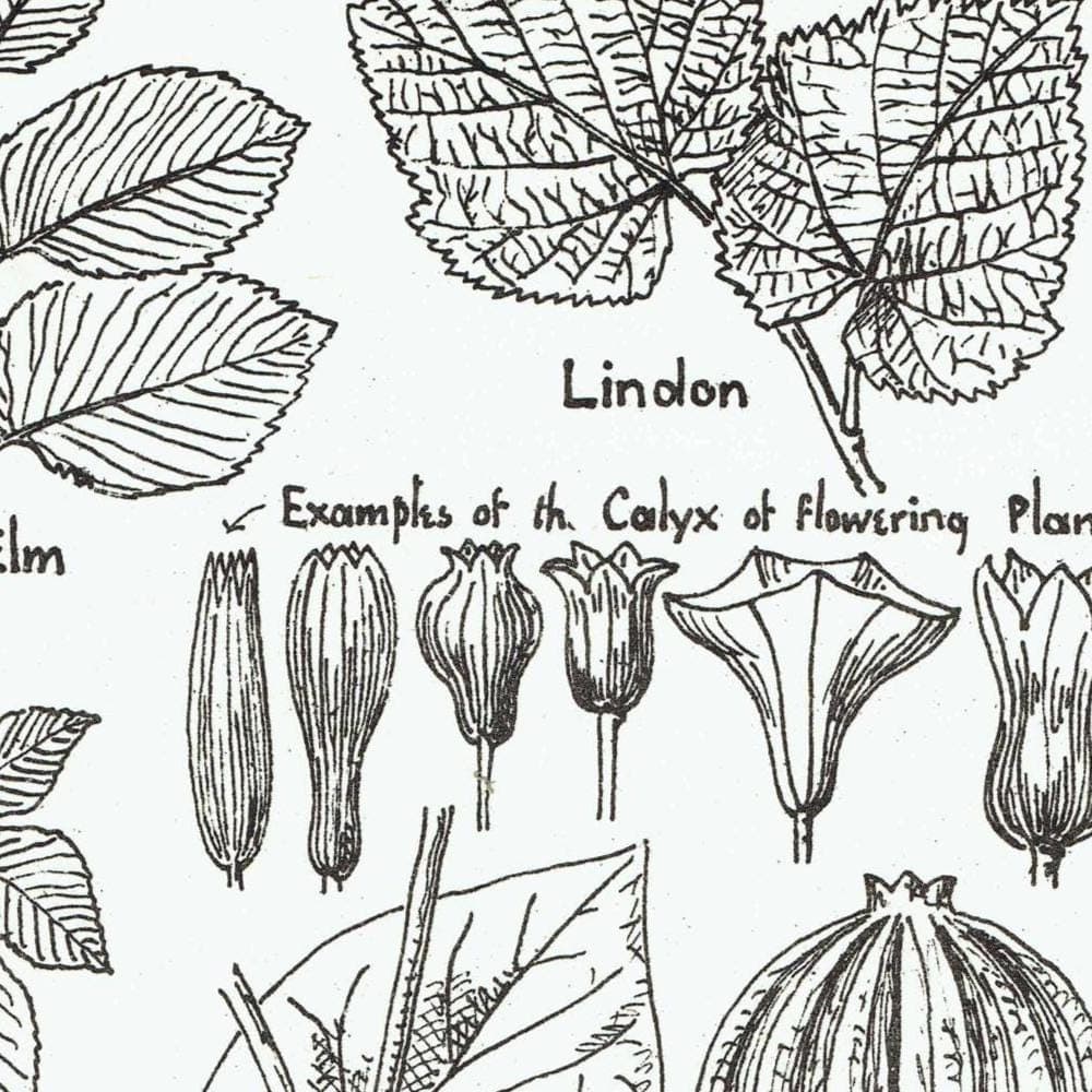 1898 Architectural Leaf Print - Elm, Linden, Chestnut, Iris, Christmas Rose & Decorative Plant Studies - Antique Plate - 8 x 10.75 in - Image 3