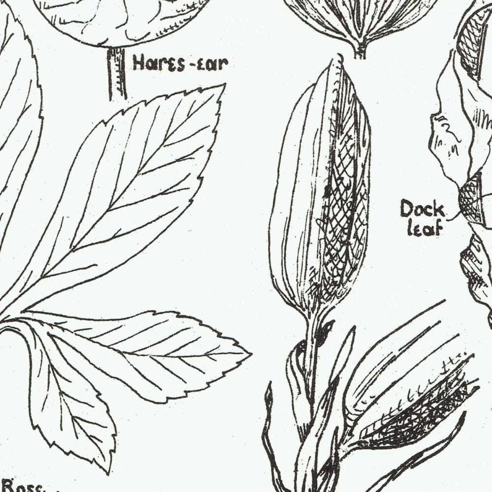 1898 Architectural Leaf Print - Elm, Linden, Chestnut, Iris, Christmas Rose & Decorative Plant Studies - Antique Plate - 8 x 10.75 in - Image 4