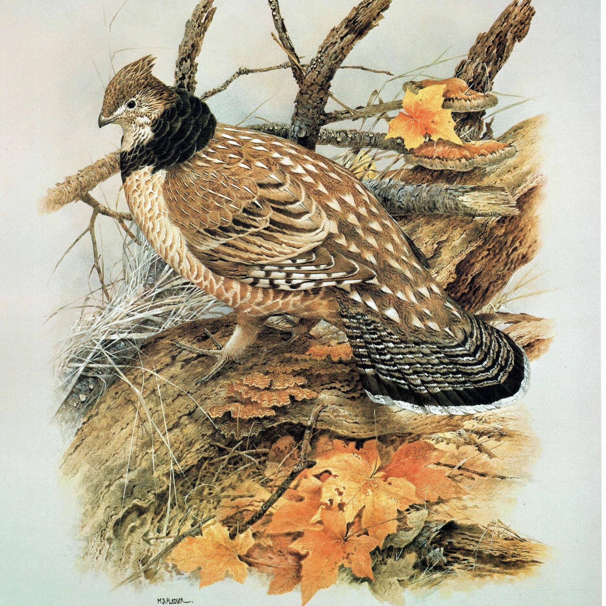 1980s Ruffed Grouse - Game Birds Original Vintage Print By Pledger - Autumn Woodland Wildlife Natural History - 11.5 x 16.5 in - Image 2