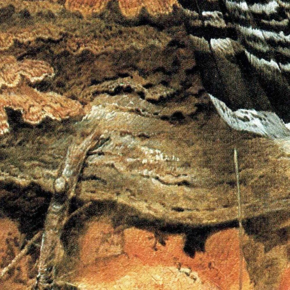 1980s Ruffed Grouse - Game Birds Original Vintage Print By Pledger - Autumn Woodland Wildlife Natural History - 11.5 x 16.5 in - Image 4