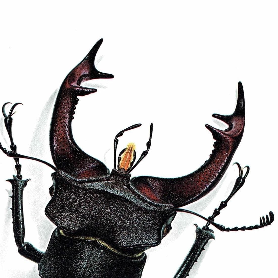 1986 Stag Beetle Lucanus Cervus Print – Bernard Durin Les Insectes Vintage Scientific Illustration – Linnaeus Entomology Art – 11 x 13 in - Image 4