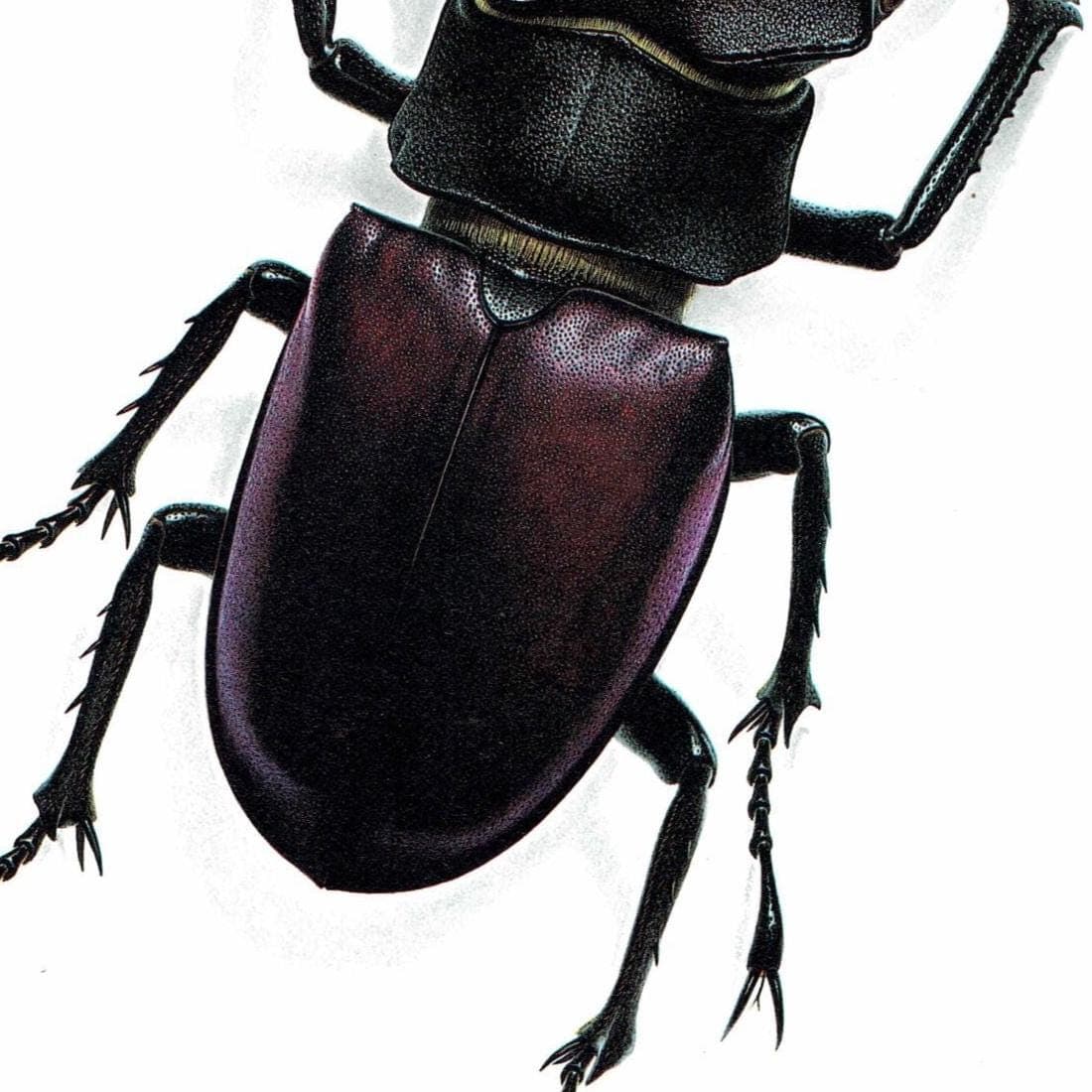 1986 Stag Beetle Lucanus Cervus Print – Bernard Durin Les Insectes Vintage Scientific Illustration – Linnaeus Entomology Art – 11 x 13 in - Image 5