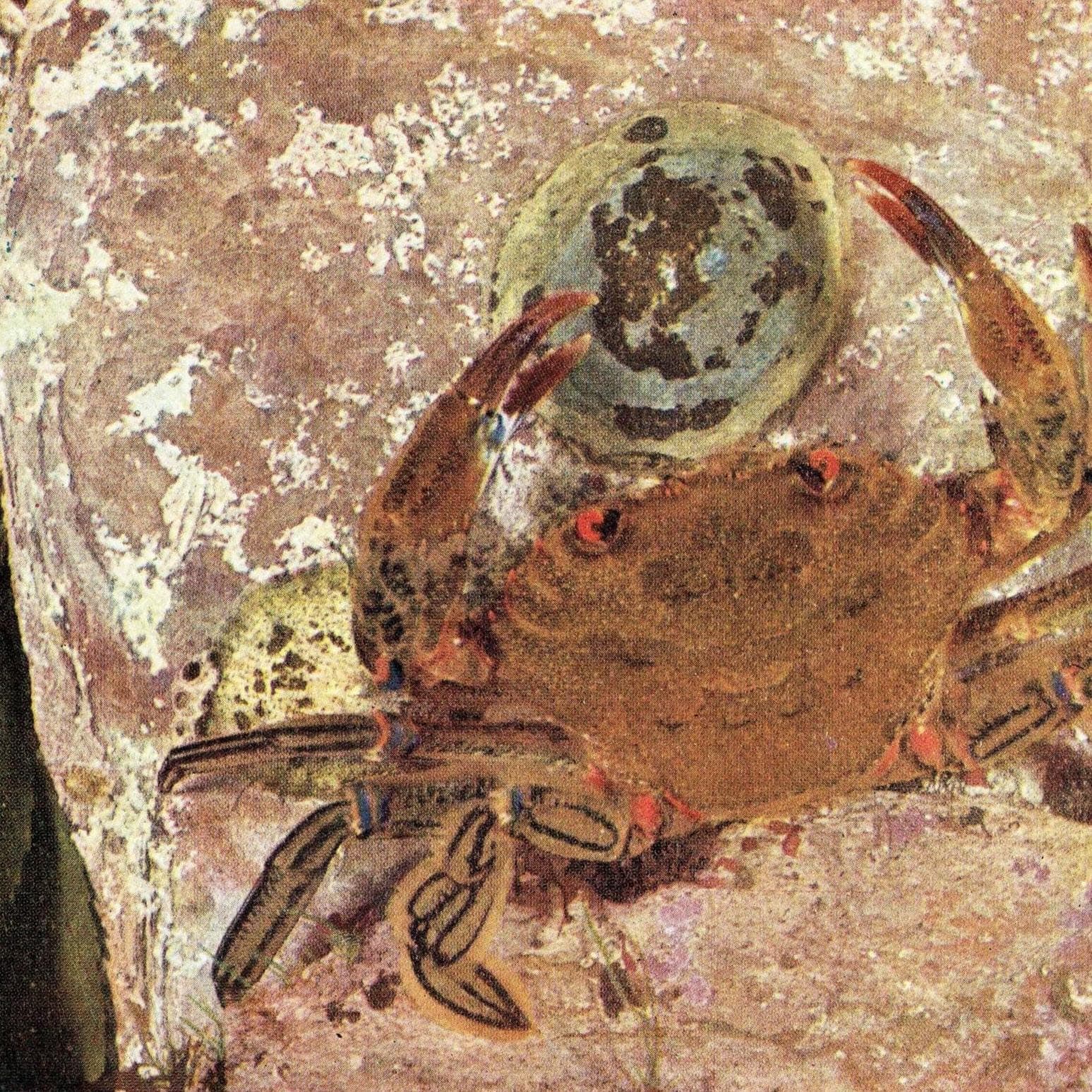 1959 Velvet Swimming-Crab Marine Biology Print - Hermit Crab w/ Parasitic Anemone - D.P. Wilson Photography - Underwater Life - 5 x 8.25 in - Image 2