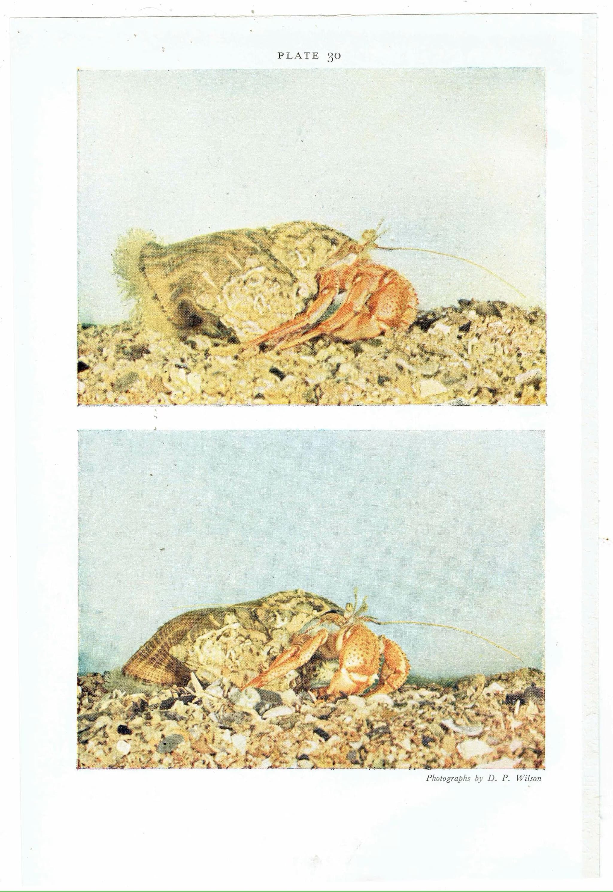 1959 Velvet Swimming-Crab Marine Biology Print - Hermit Crab w/ Parasitic Anemone - D.P. Wilson Photography - Underwater Life - 5 x 8.25 in - Image 3