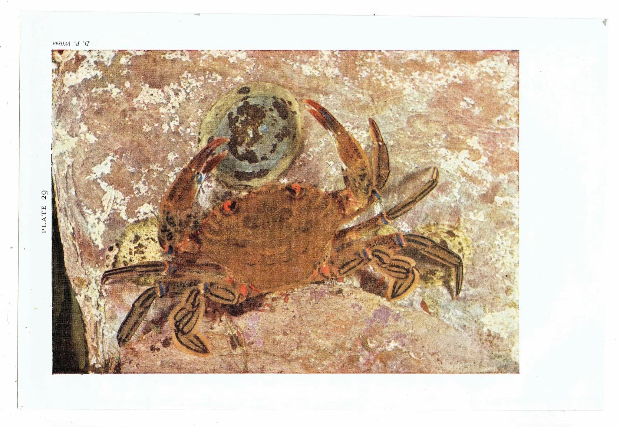 1959 Velvet Swimming-Crab Marine Biology Print - Hermit Crab w/ Parasitic Anemone - D.P. Wilson Photography - Underwater Life - 5 x 8.25 in - Image 4
