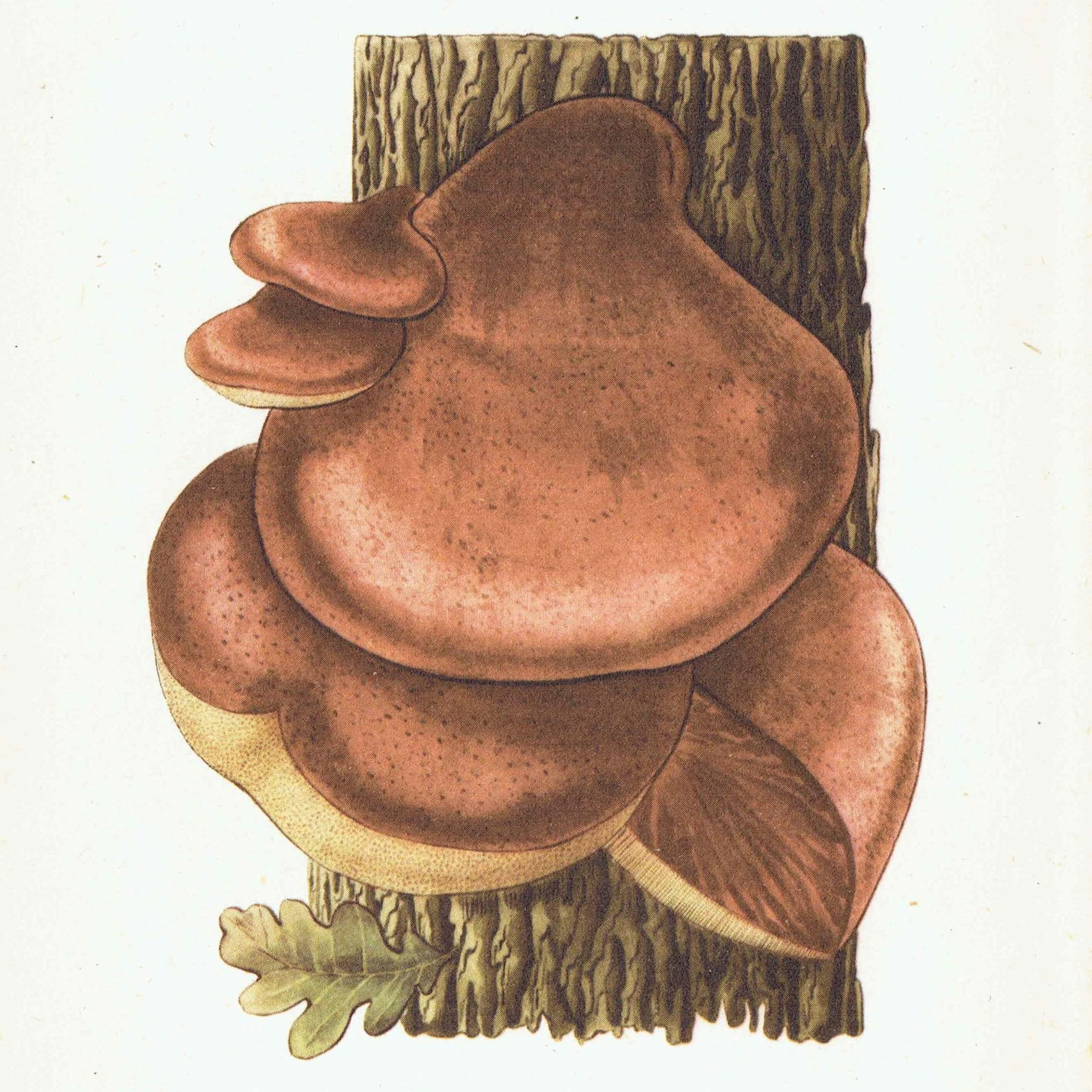1943 Orange Birch Bolete & Beefsteak Fungus - Original Vintage Print By Ellenby - Ramsbottom Mycology Study - 4.5 x 6.5 in - Image 2
