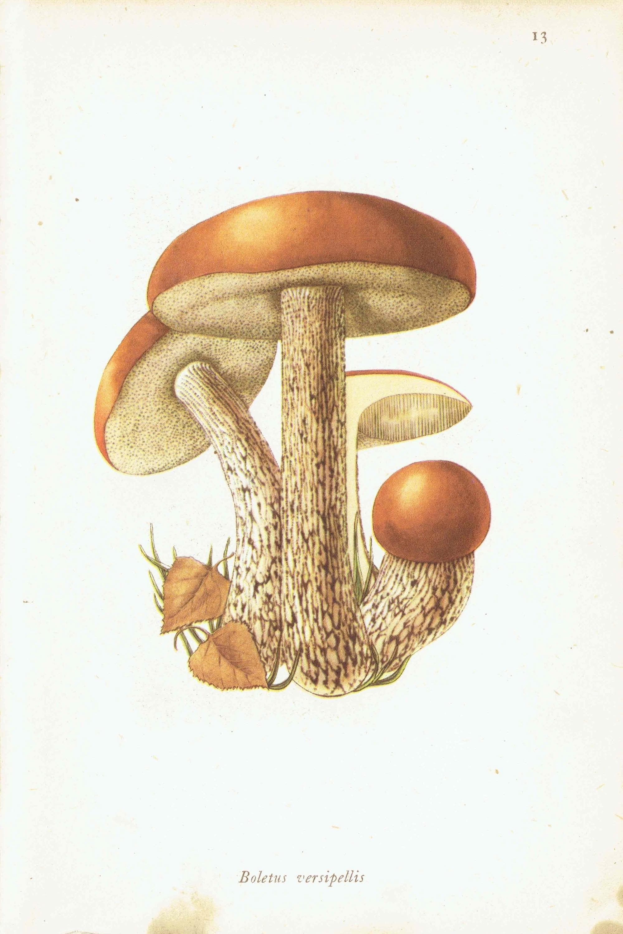 1943 Orange Birch Bolete & Beefsteak Fungus - Original Vintage Print By Ellenby - Ramsbottom Mycology Study - 4.5 x 6.5 in - Image 3