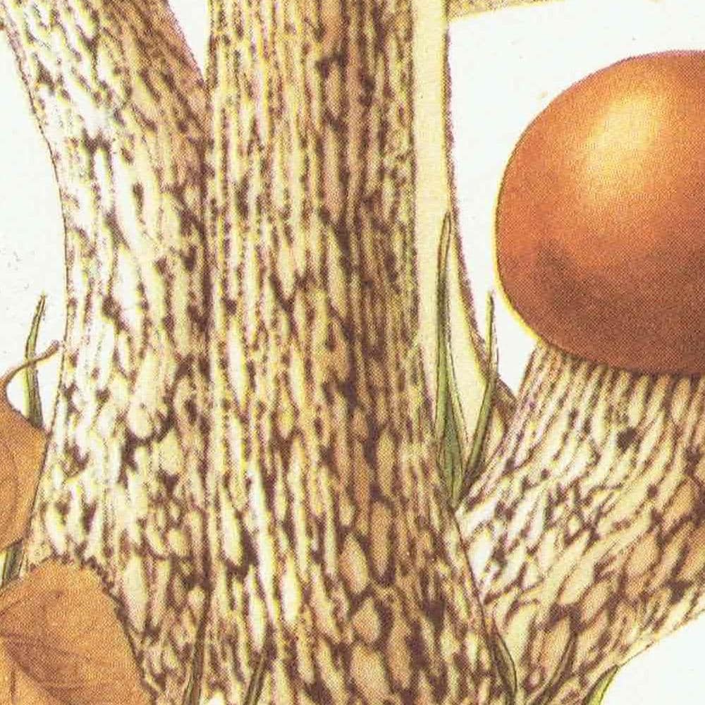 1943 Orange Birch Bolete & Beefsteak Fungus - Original Vintage Print By Ellenby - Ramsbottom Mycology Study - 4.5 x 6.5 in - Image 5